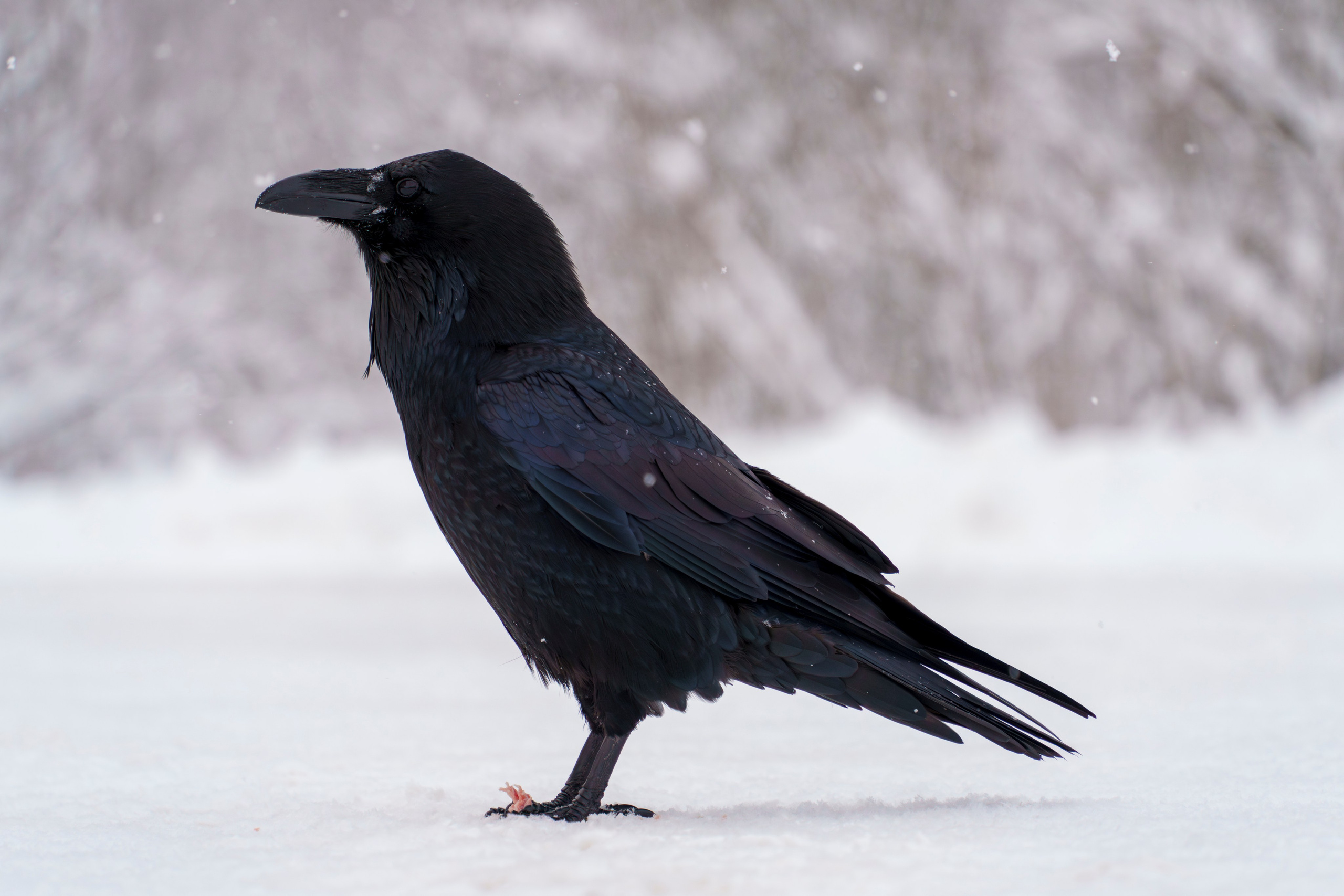 Animals — Животные