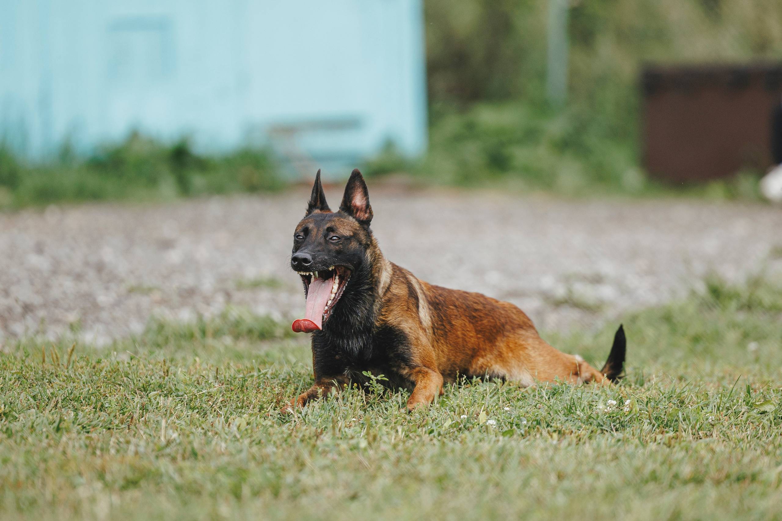08.08.25-10.08.25 ЧР по мондьорингу г. Вологда. Фотограф-анималист Анна Маринич