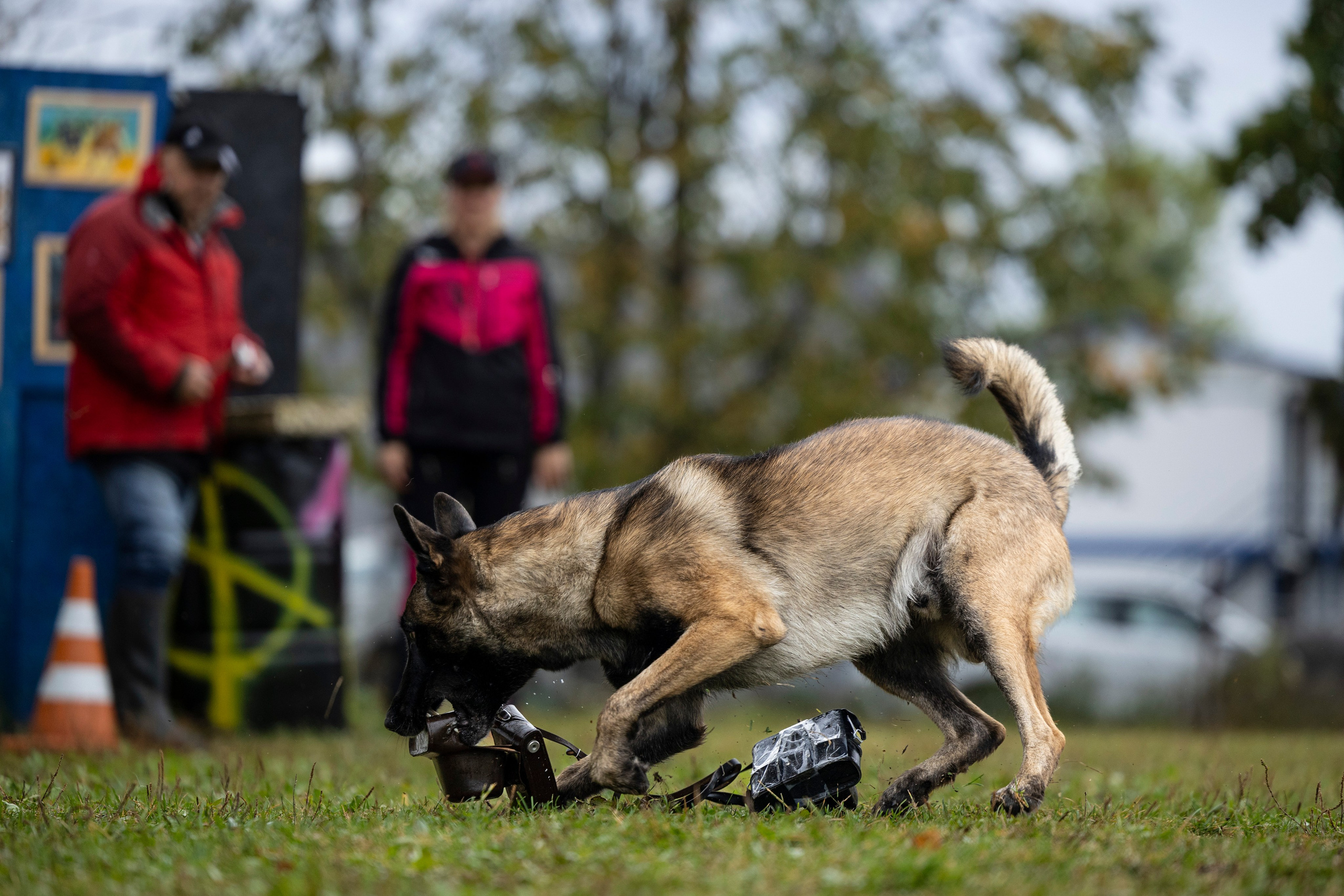Испытания по Мондьорингу г. Пушкин. Фотограф-анималист Анна Маринич