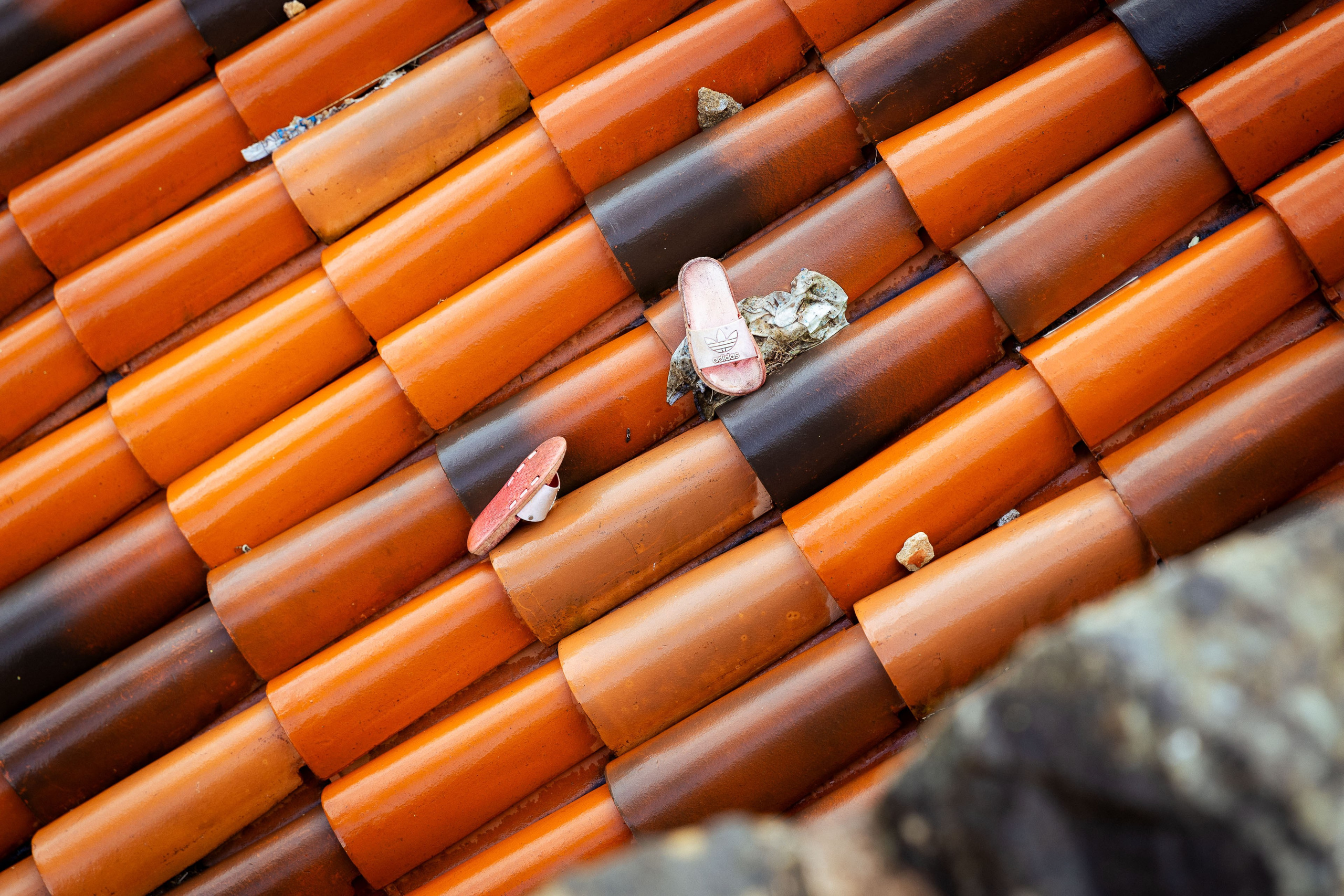 Шри-Ланка (весна 2024). Фотограф Виноградов Константин