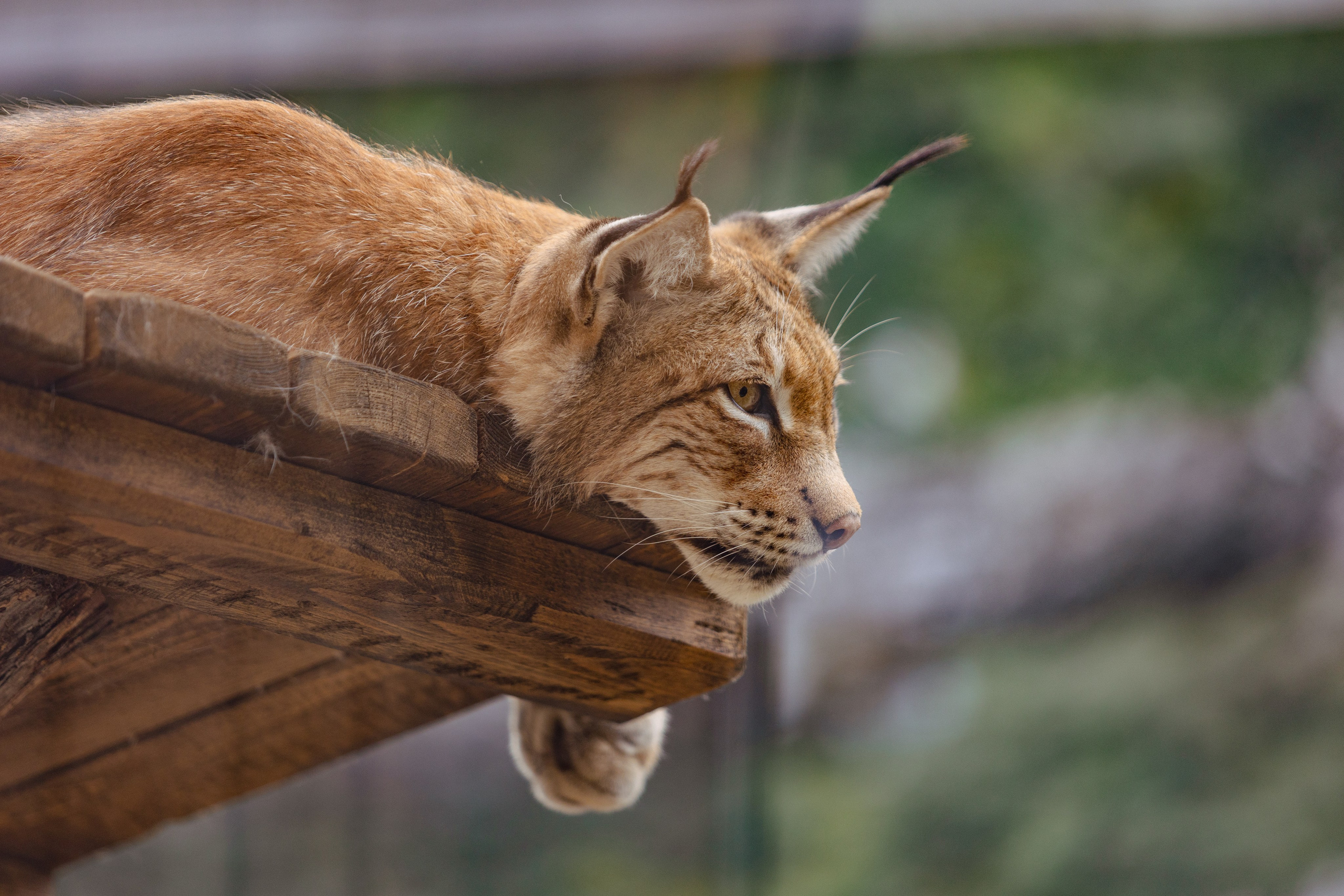 Московский зоопарк. Photographer Sonkina Tatiana (Tanya Ash)