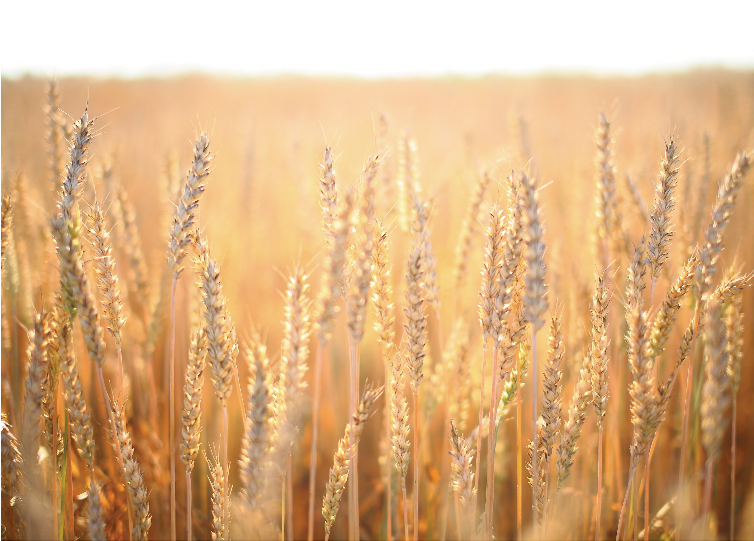 Средняя полоса. Свадебный и репортажный фотограф в Ярославле и Санкт-Петербурге Роман Микрюков