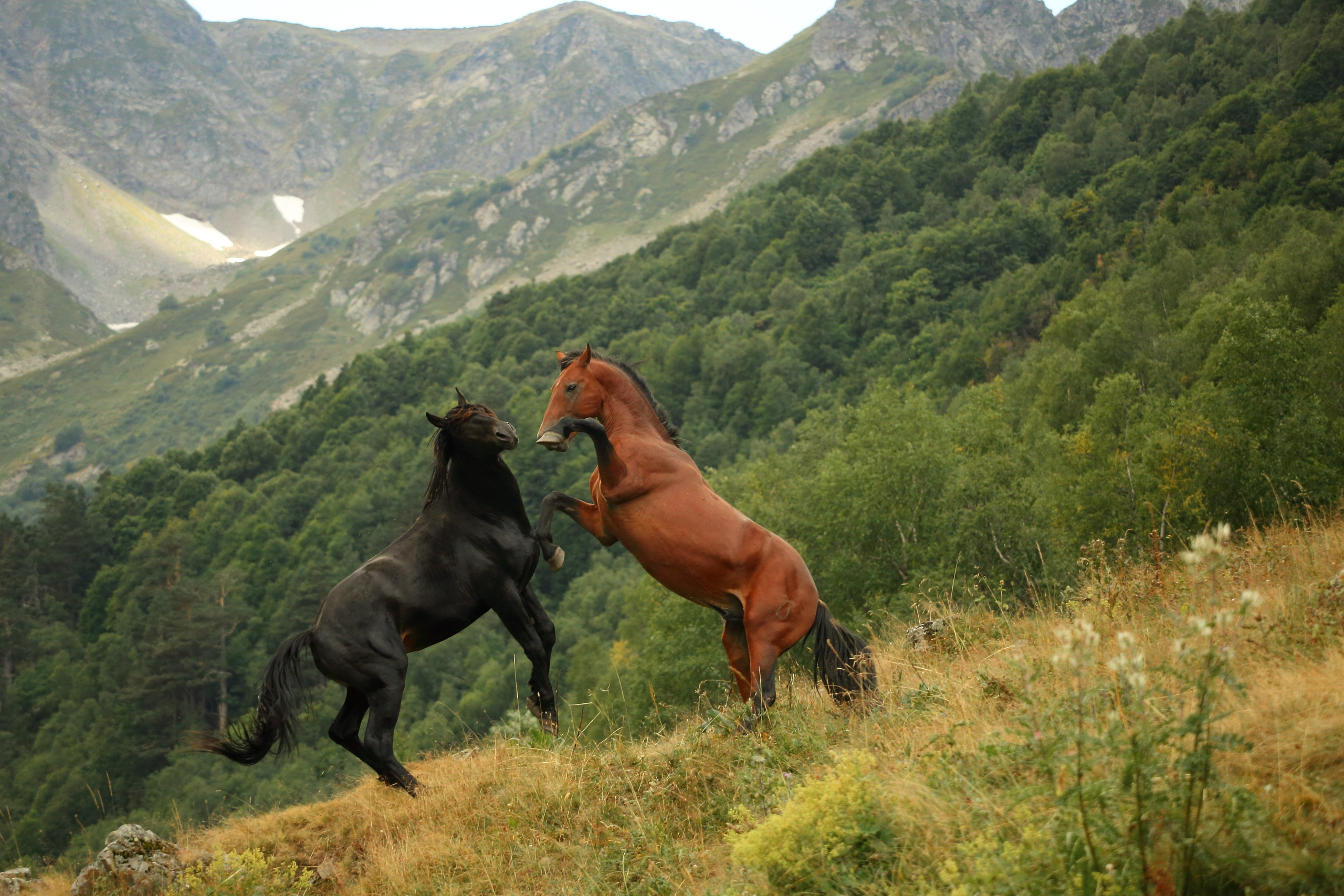 Кавказ. Свадебный и репортажный фотограф в Ярославле и Санкт-Петербурге Роман Микрюков