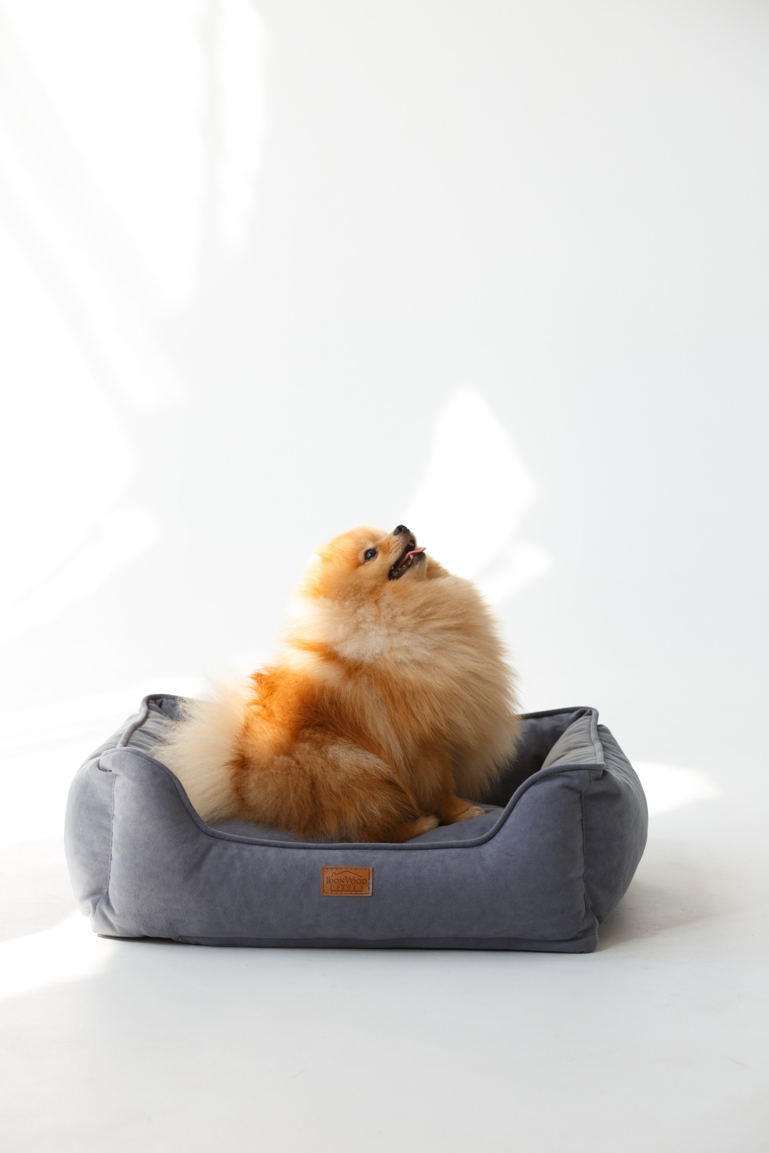 Boonwood Pets лежанки для животных. Фотограф анималист Кристина Карпова, Москва