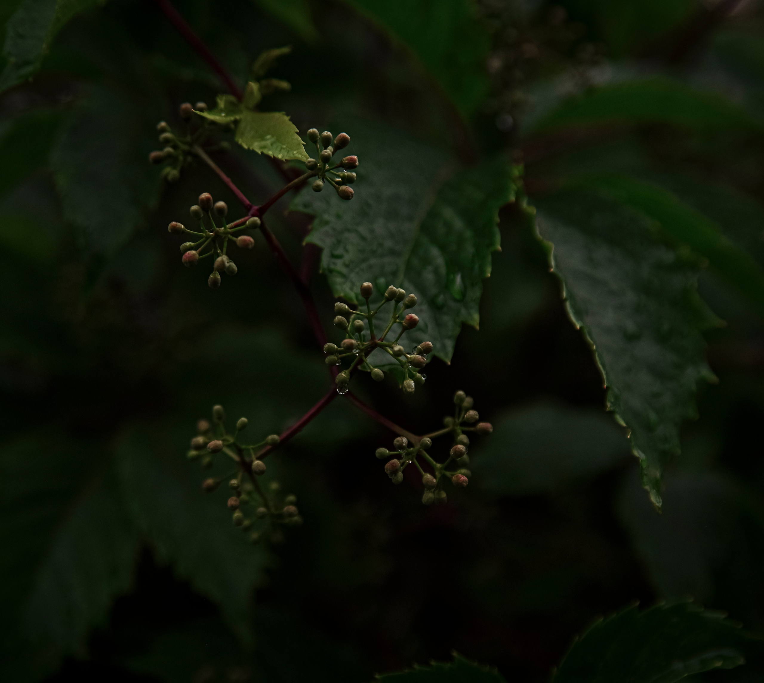 Goblincore, природа, фэнтези, нечисть, лес, гоблинкор, эльфы, фотосессии, костюмированные