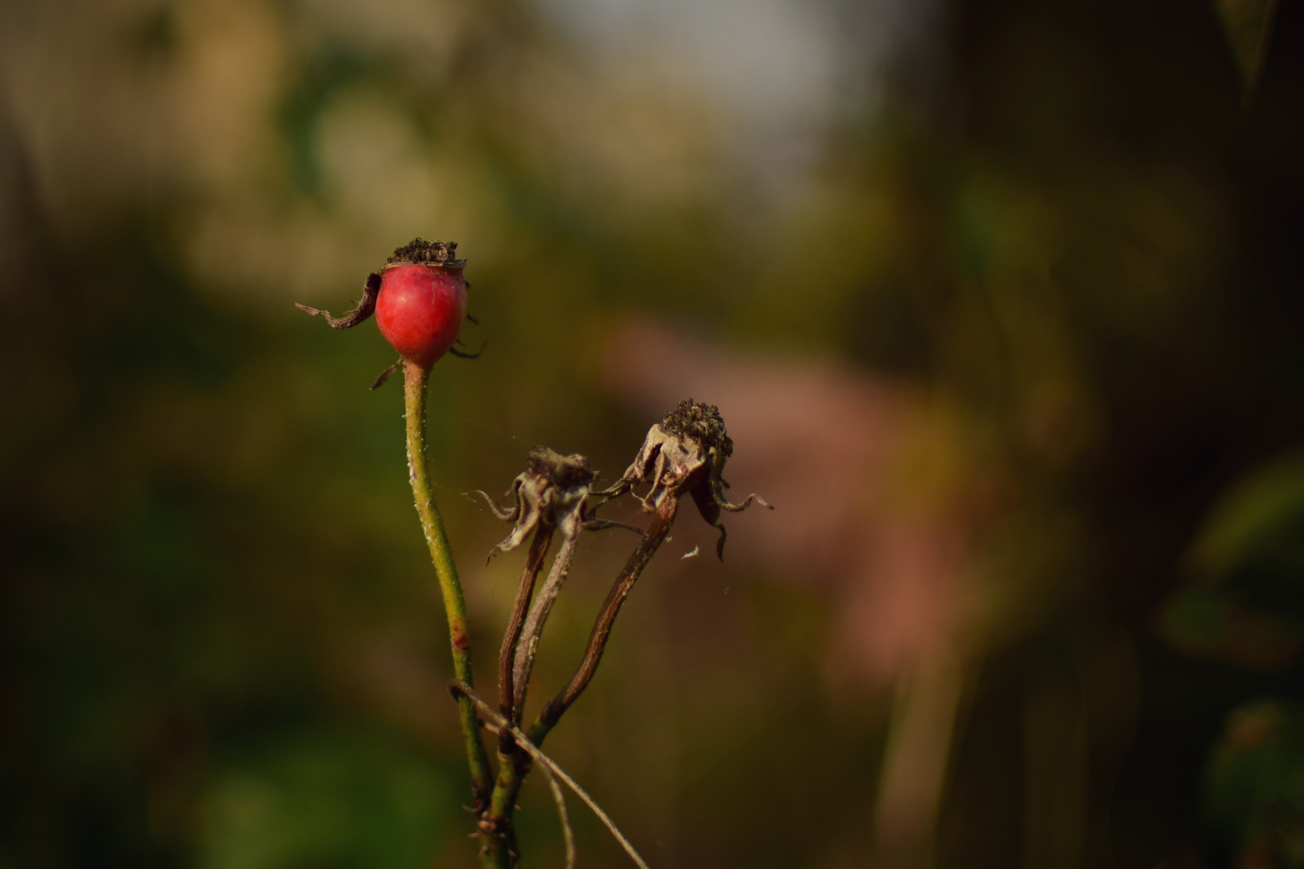 Ботаника. Фотограф • Елена Миронова