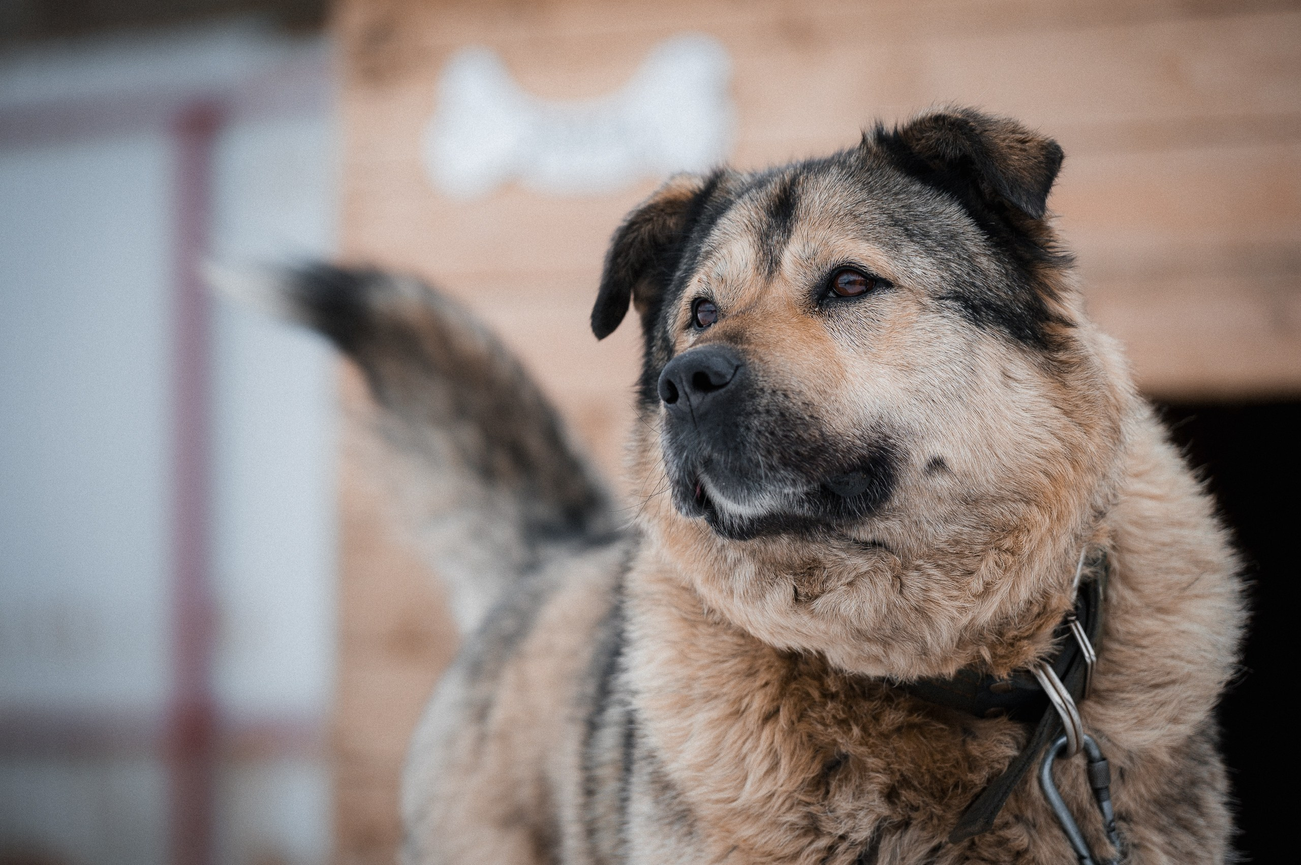 Эмма. Улыбка собаки — спасение и пристройство бездомных собак