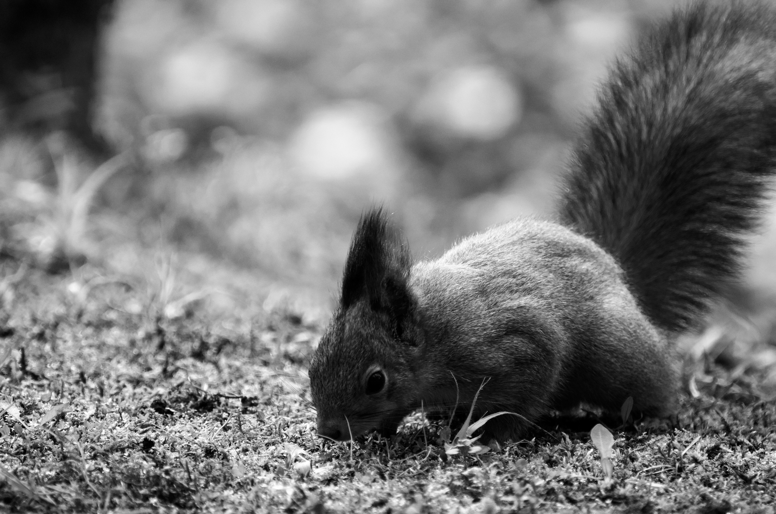 Nature. Портретный фотограф в Москве Ксения Богданова