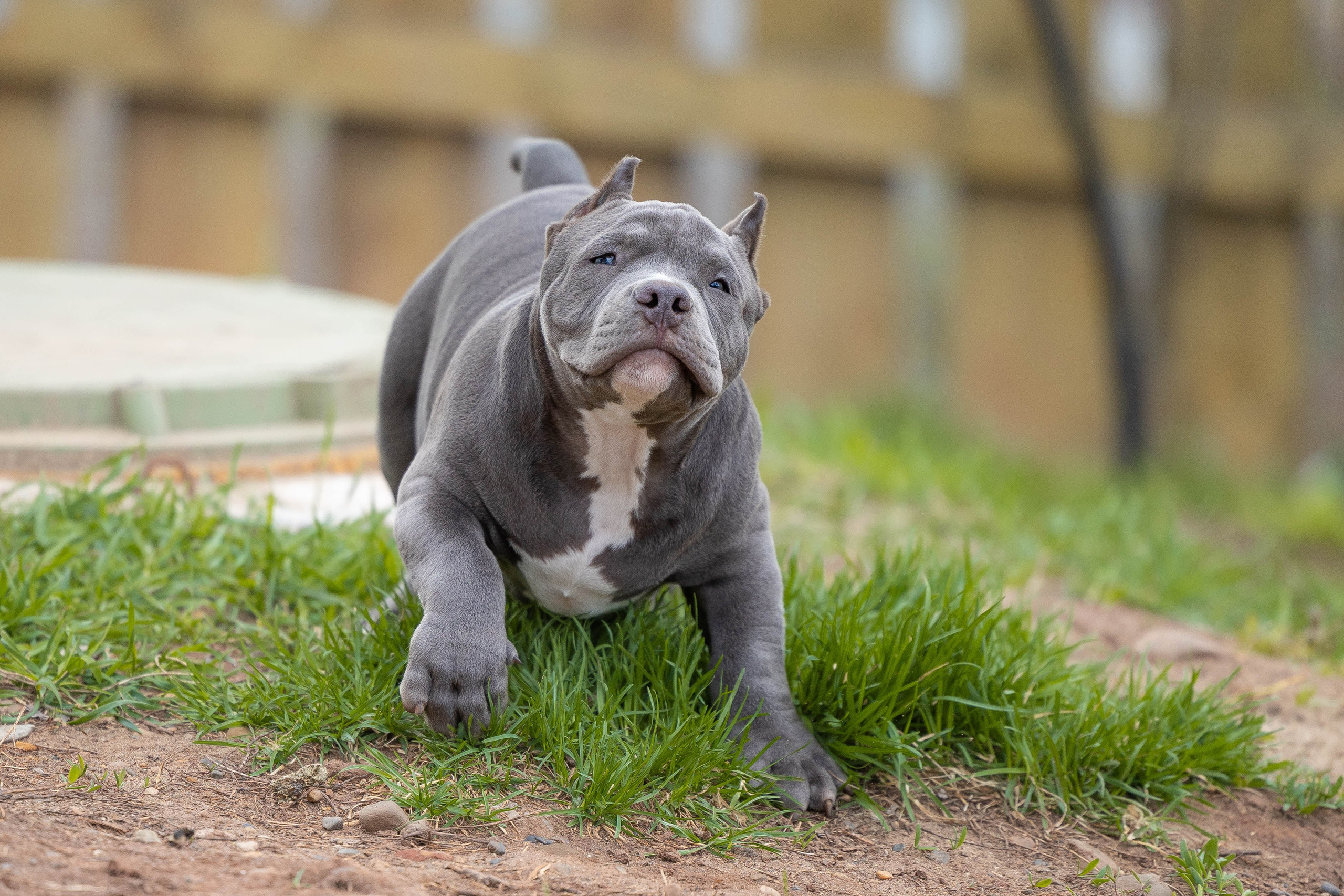 Щенки булли. Фотограф Анималист в Перми Анастасия Остерман