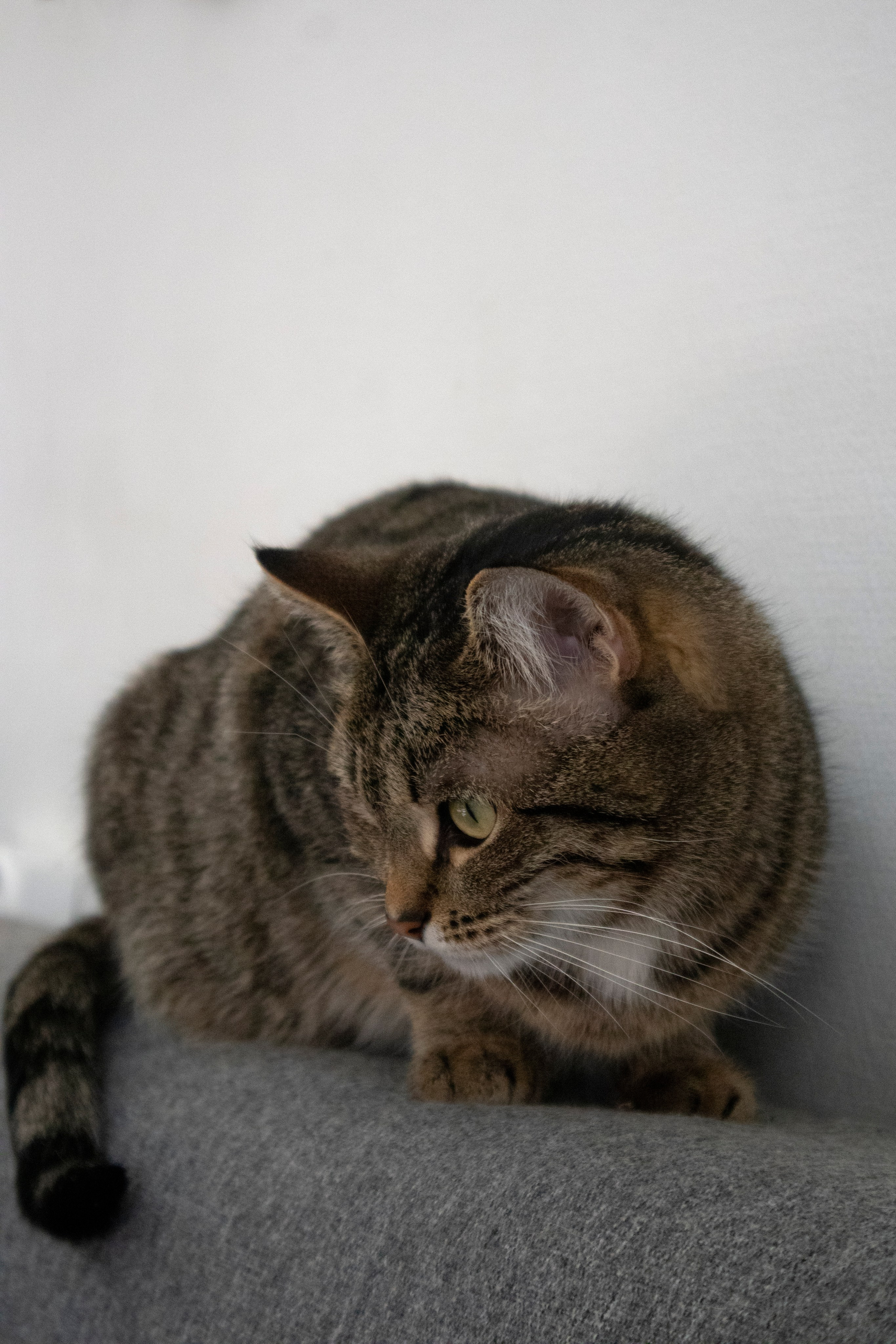 Животные. Фотограф Красноярск | Касьянова Мира