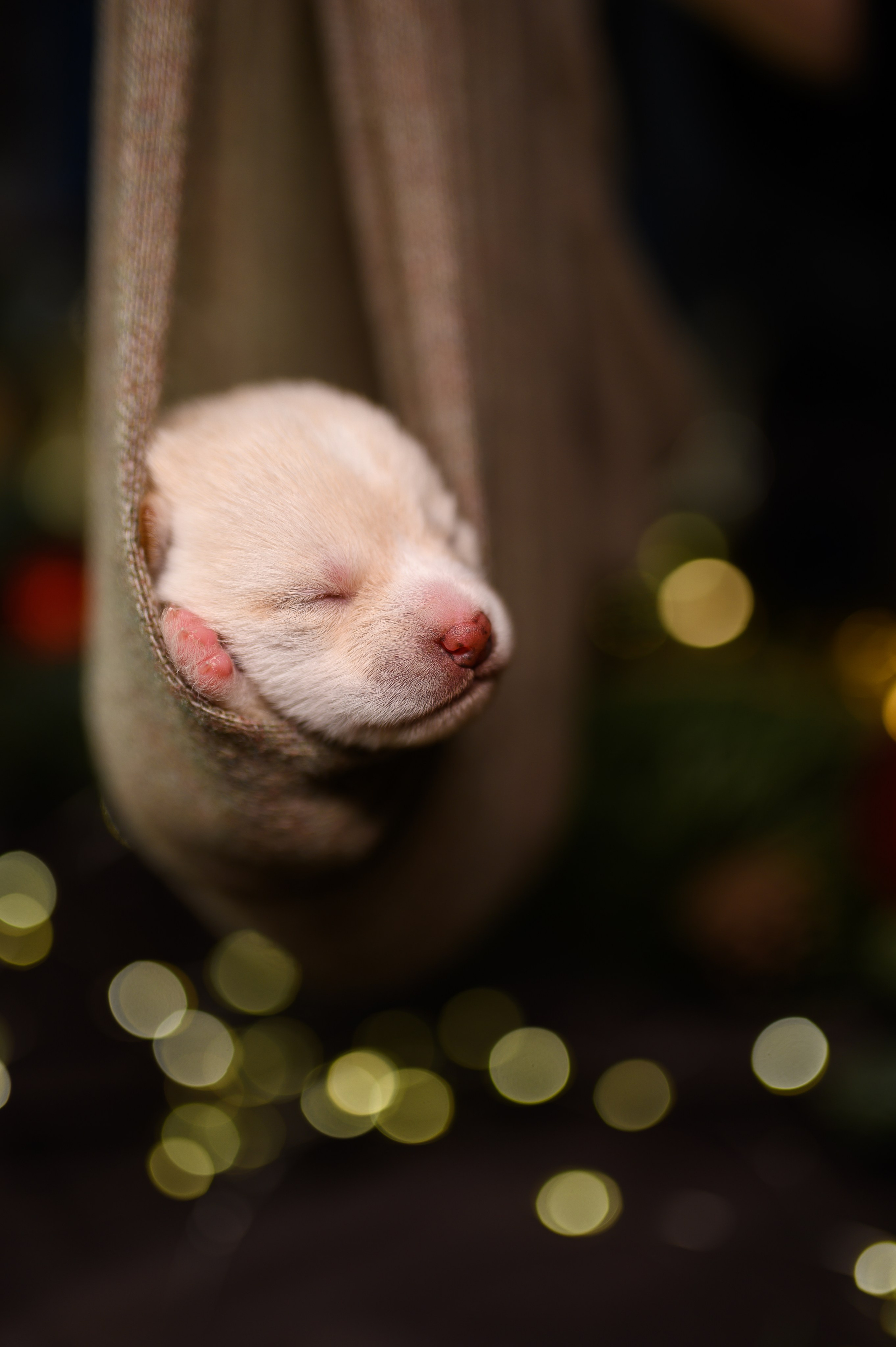 Мамесиба. Фотограф анималист в Москве Ольга Агушева