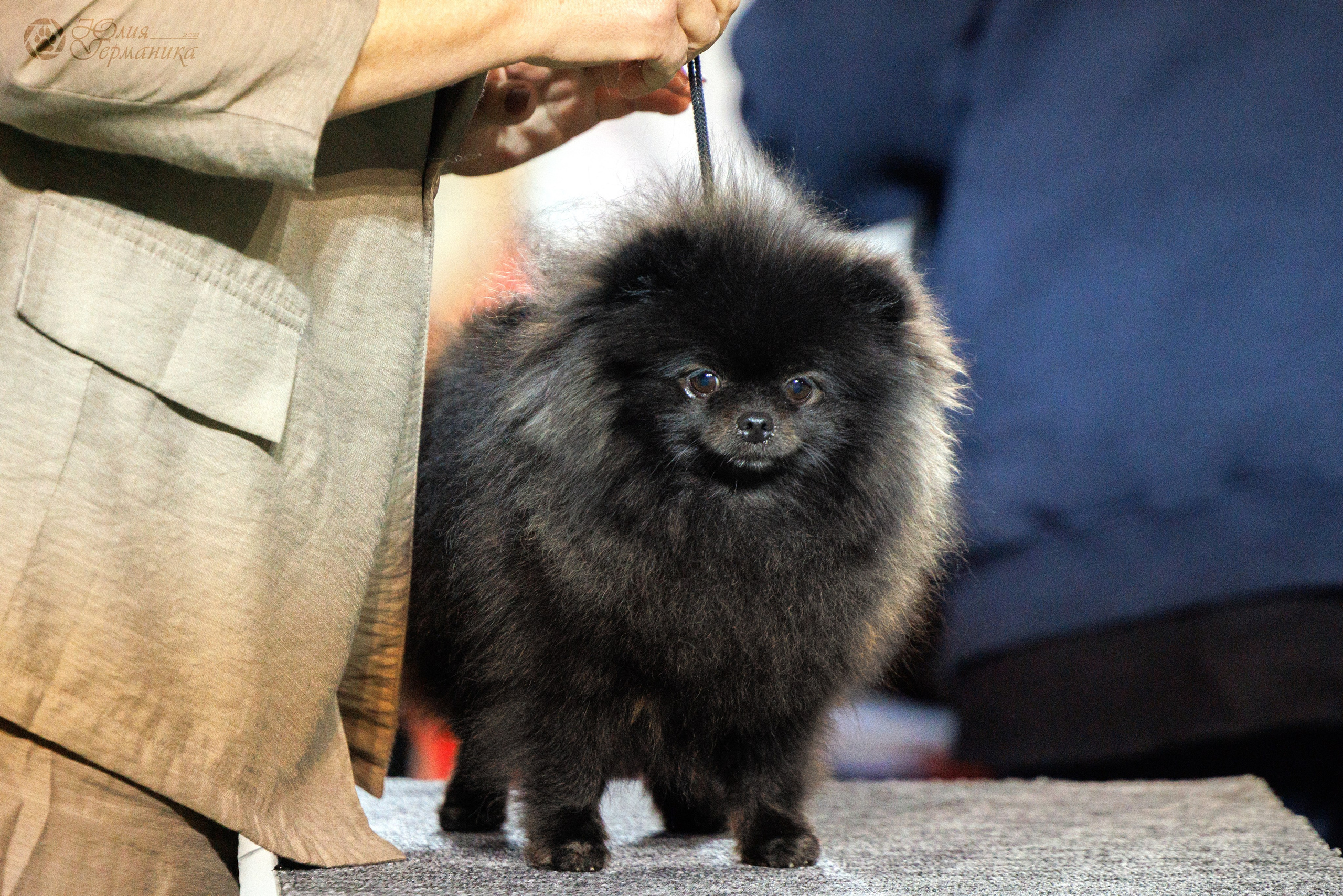 Грузия,Телави 2хCACIB 19-20.10.2024. Фотограф-анималист Юлия Германика