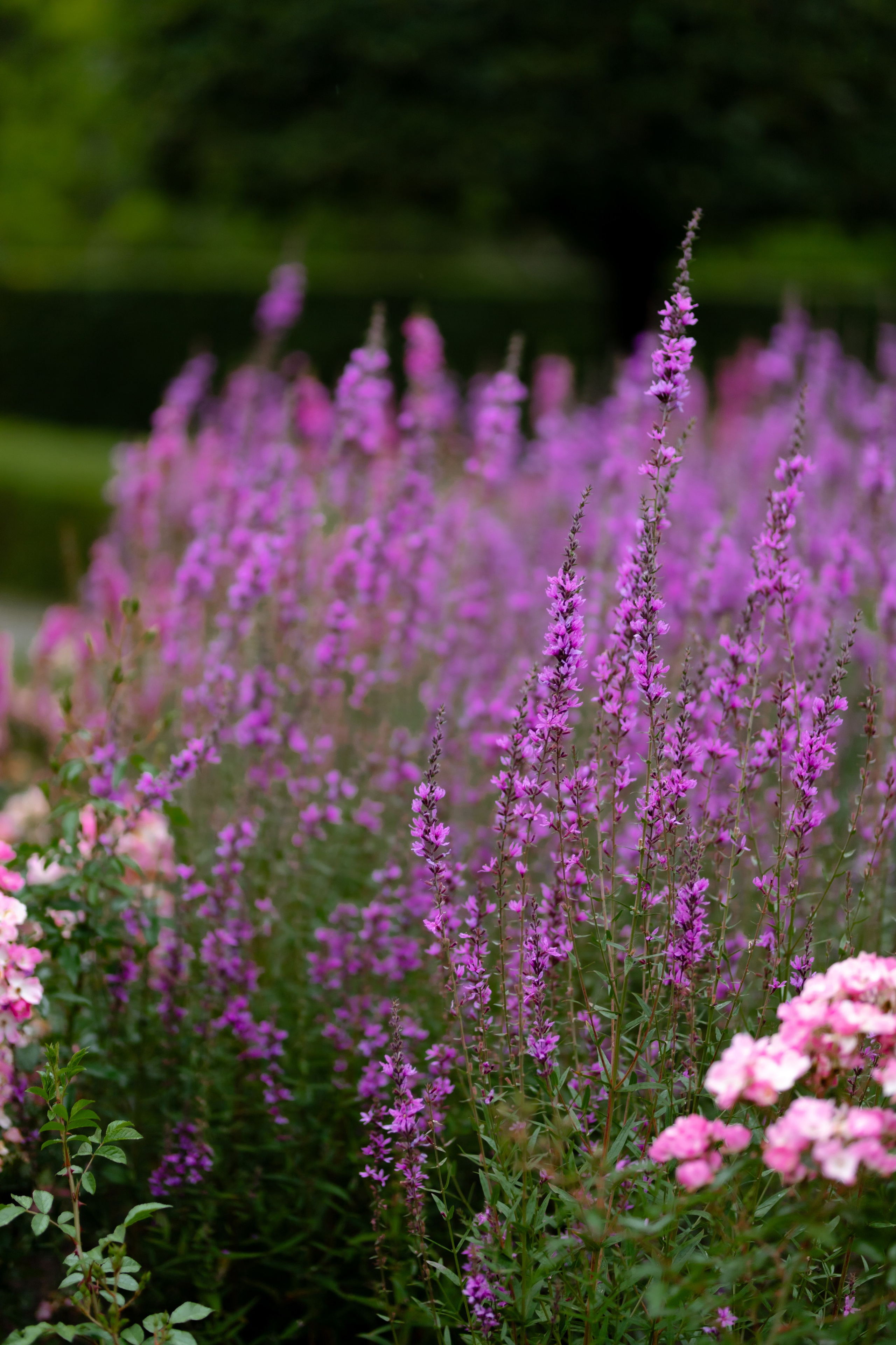 Ростислав и Вика. Свадебный фотограф Анна Бабахина