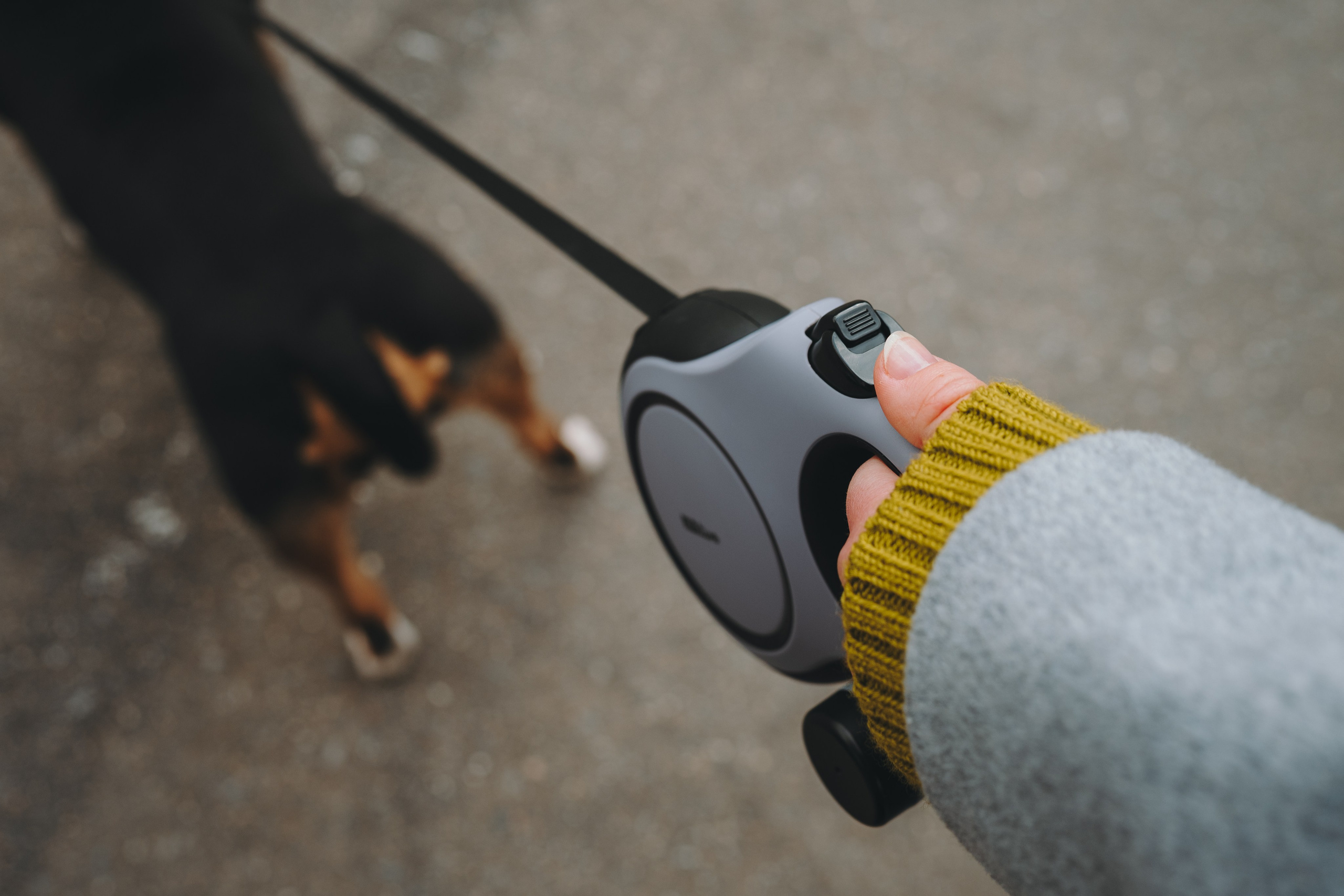 Pawsitive. Семейный фотограф анималист Ананьева Мария — Москва