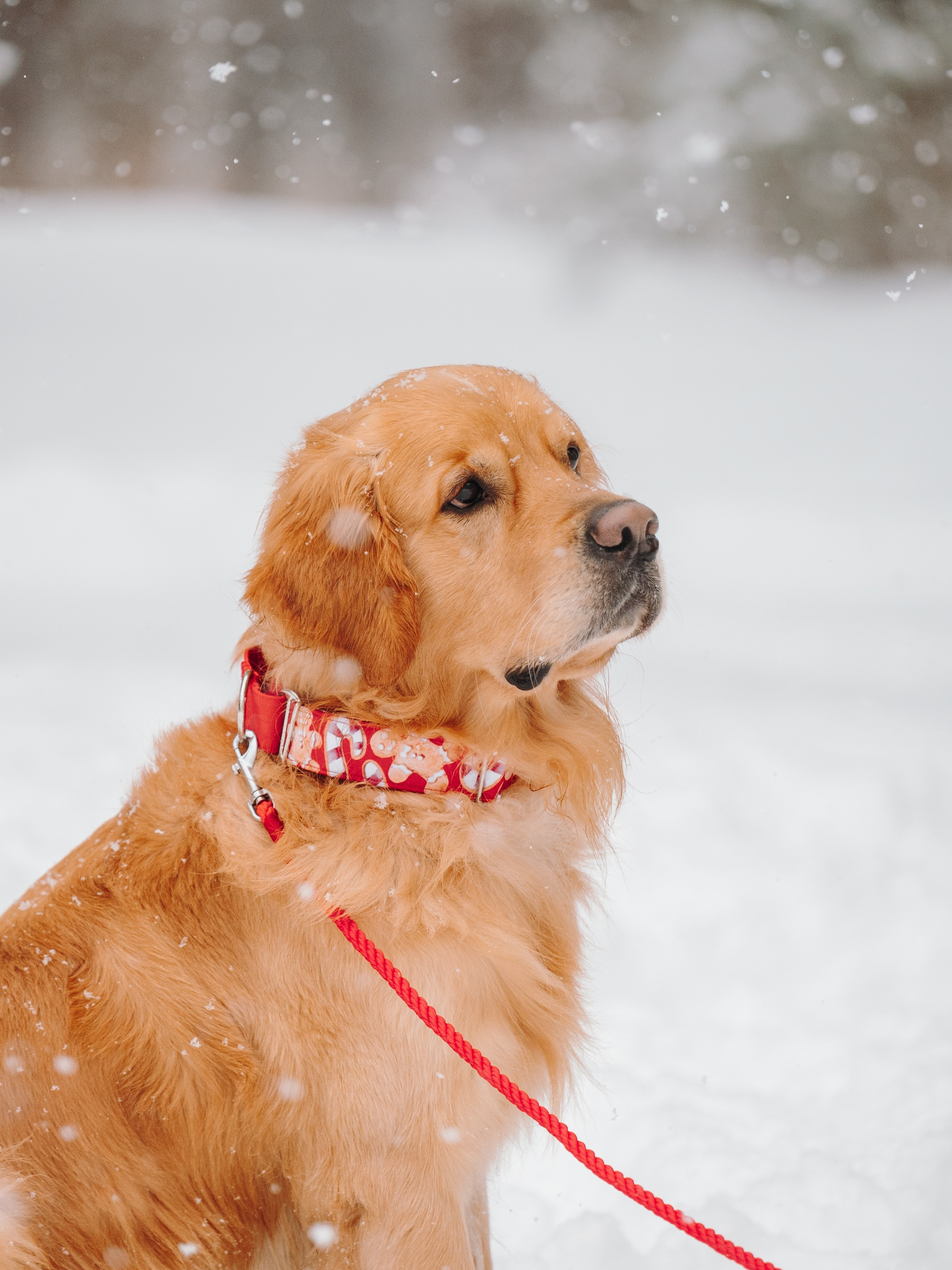 Bender&Frai. Зимняя коллекция. Семейный фотограф анималист Ананьева Мария — Москва