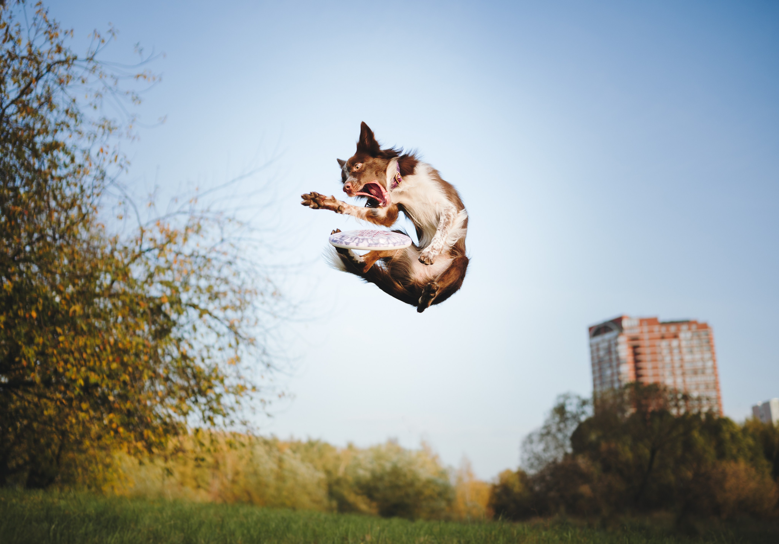 Даша, Мика и Теллур. Семейный фотограф анималист Ананьева Мария — Москва