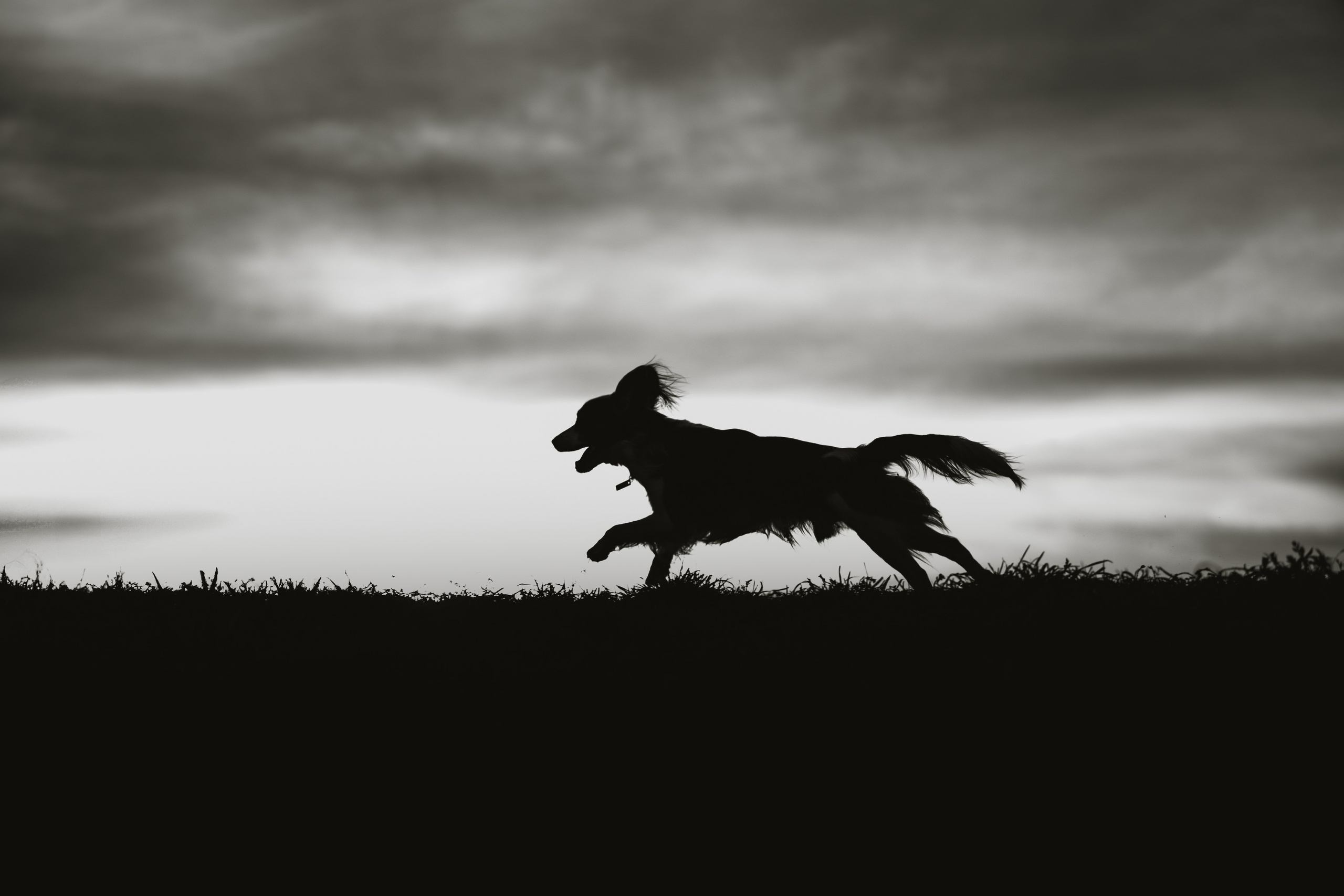 Семейная фотосессия с питомцем. Семейный фотограф анималист Ананьева Мария — Москва