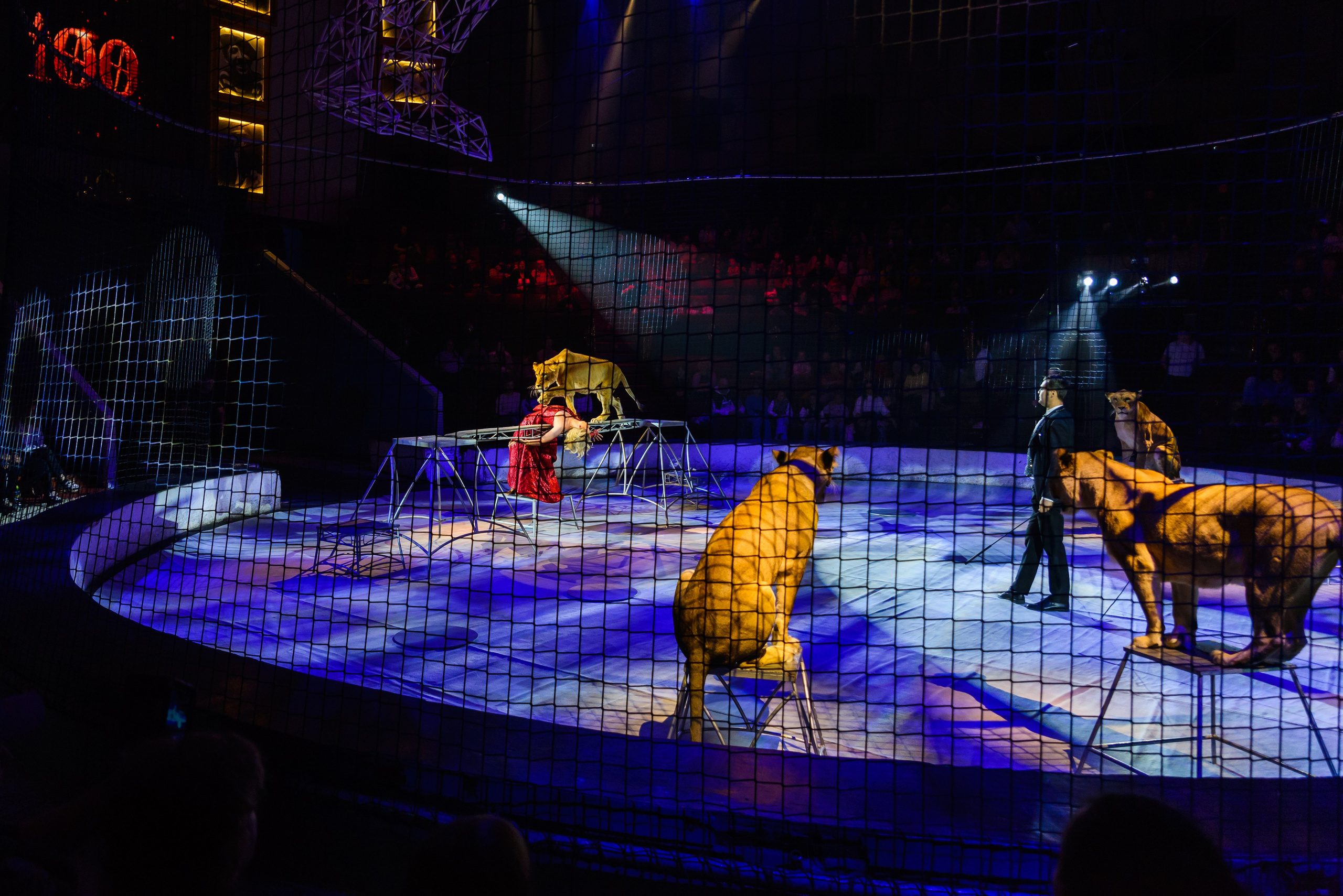 Пермский государственный цирк. Фотограф в Ханты-Мансийске Евгений Жуланов