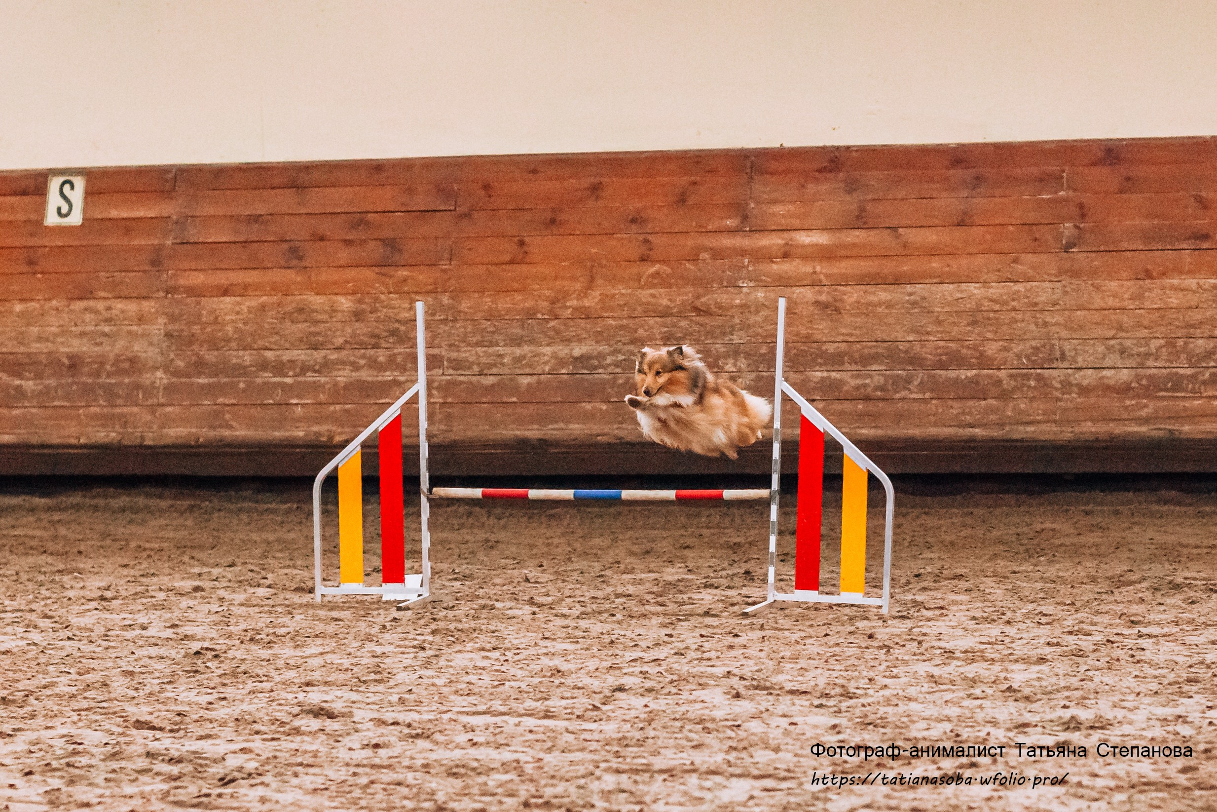 Соревнования по Аджилити 25.02.2024. Фотограф-анималист Татьяна Степанова