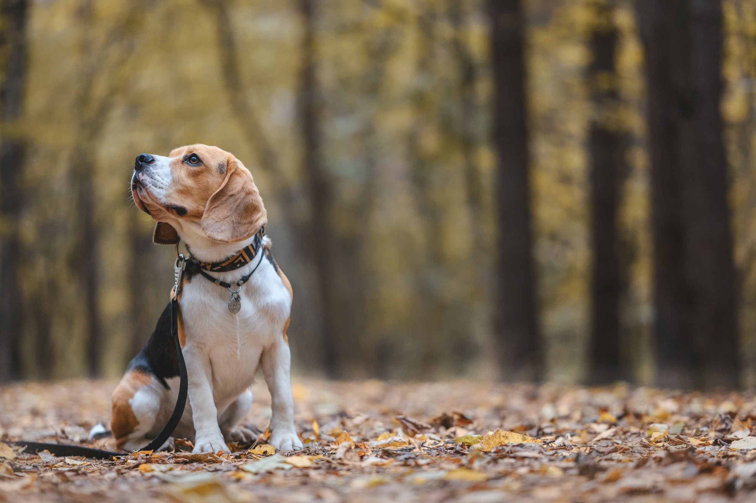 Наталья и Бока. Фотограф Анималист в Москве Анастасия Жучкова