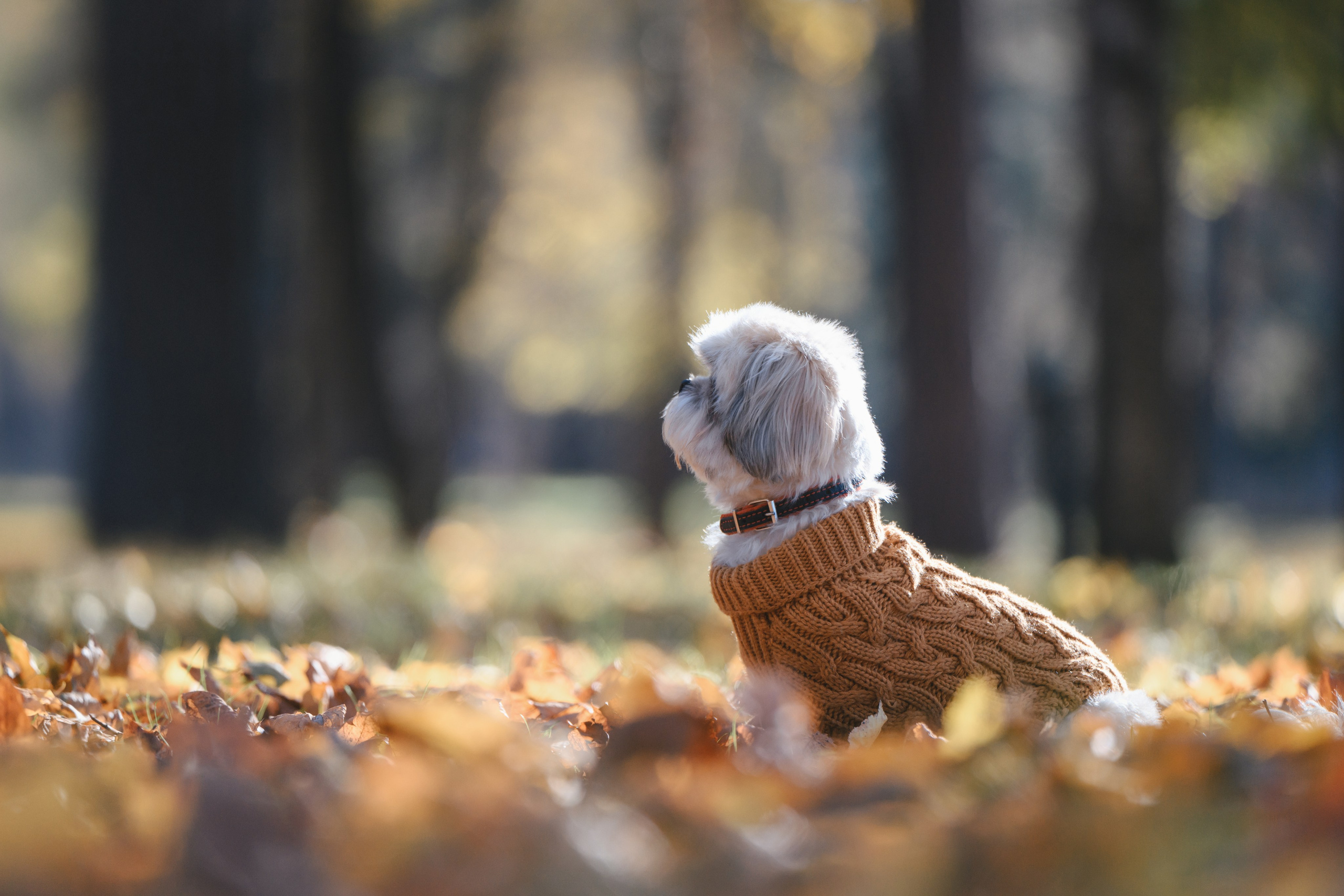 Ирина и Винни. Фотограф Анималист в Москве Анастасия Жучкова