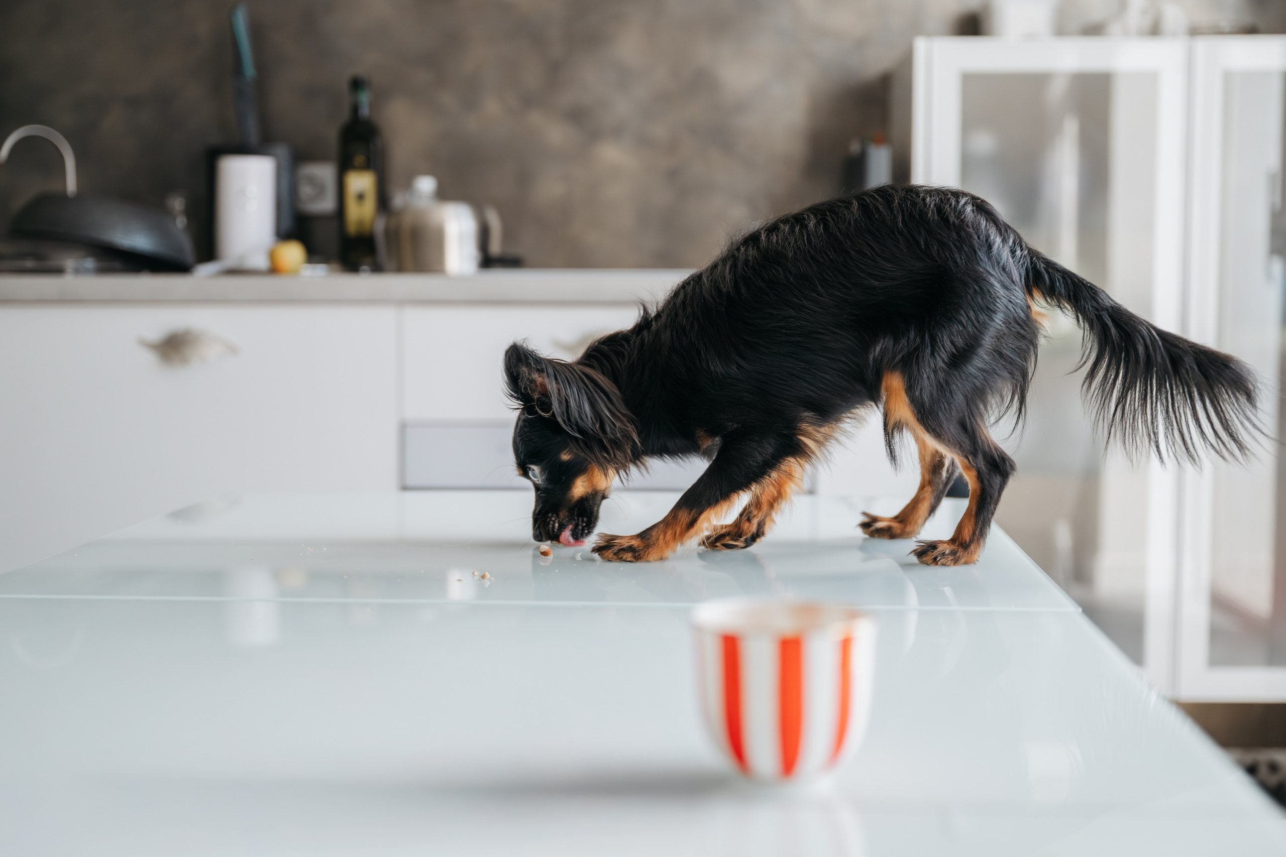 Домашняя съемка. Фотограф Анималист в Москве Анастасия Жучкова