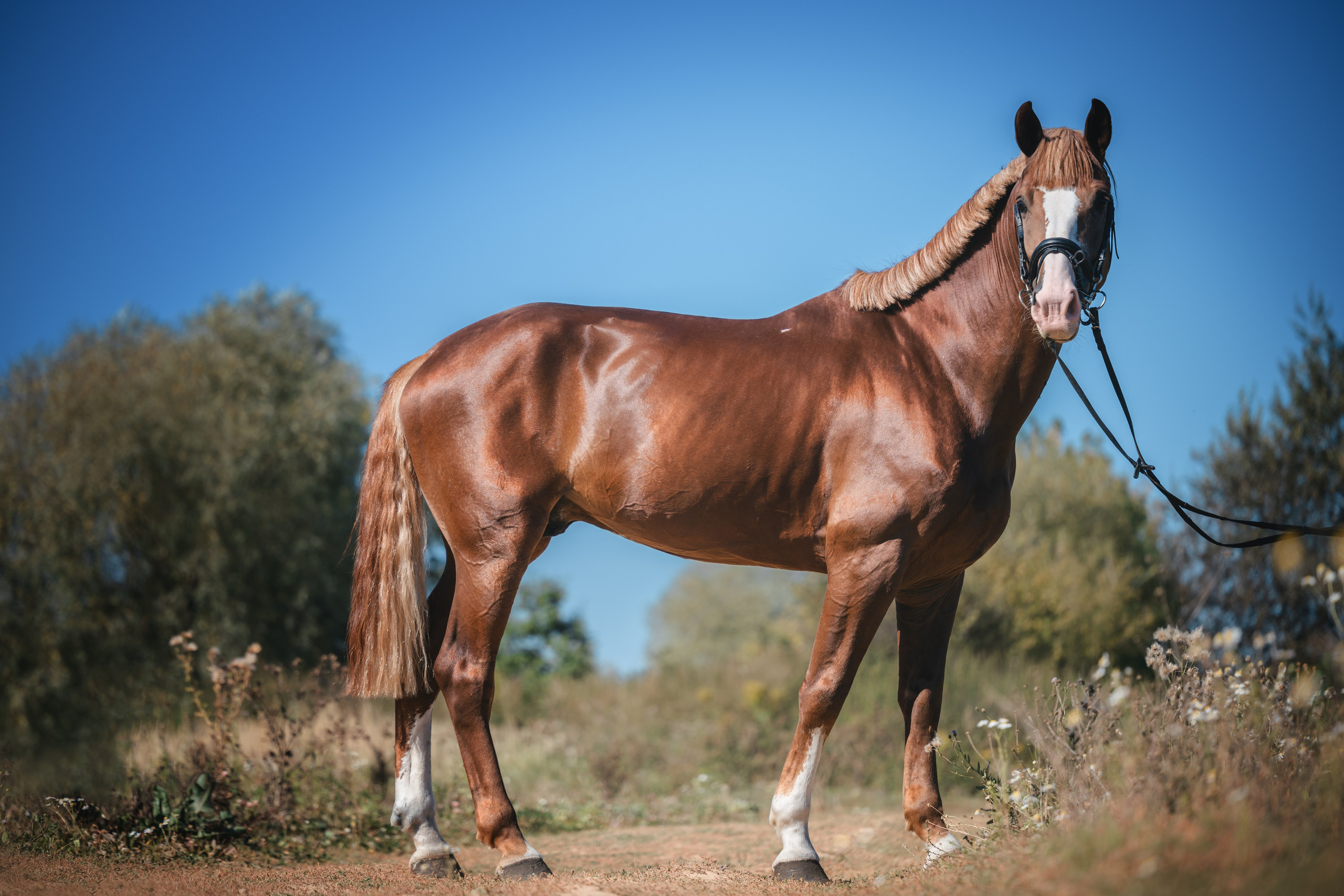Виктория и Лео. Фотограф Анималист в Москве Анастасия Жучкова