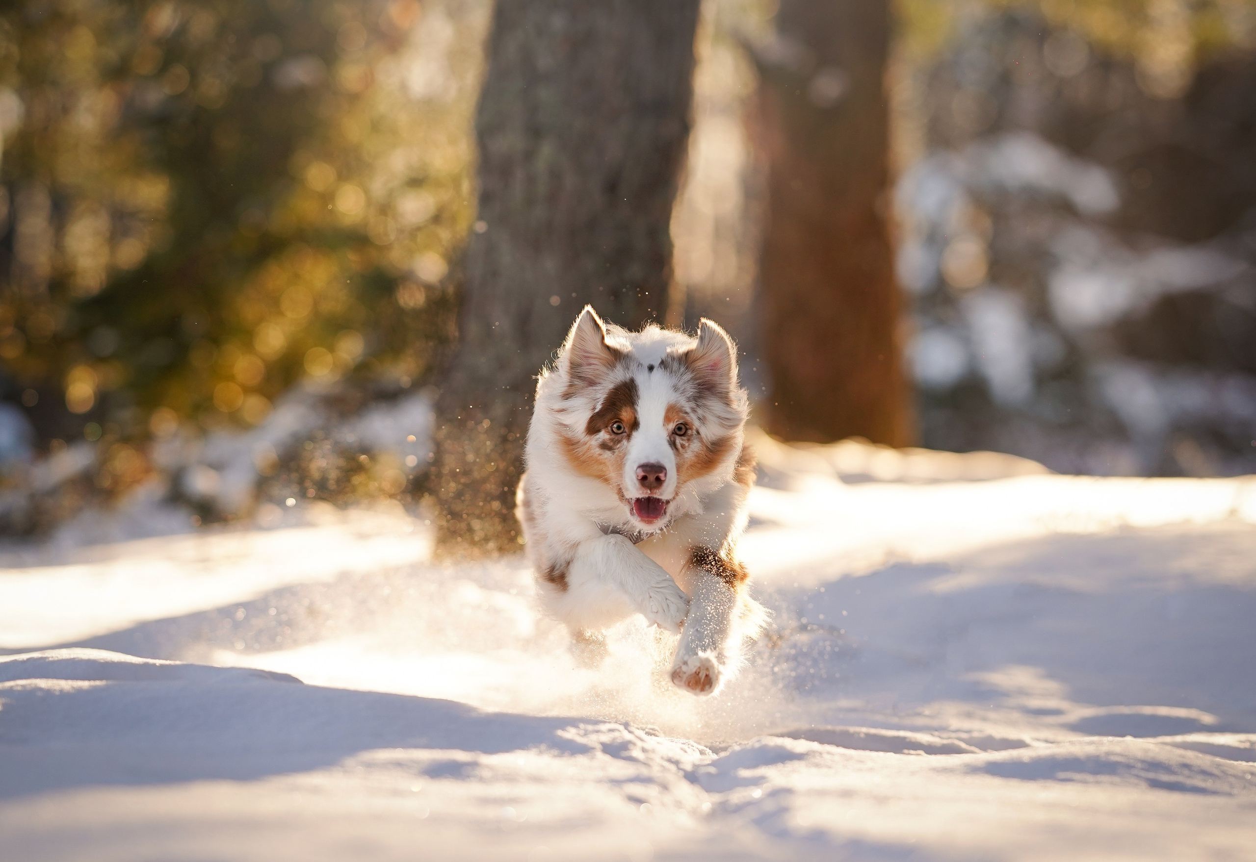 Панда март. Фотограф-анималист в Санкт-Петербурге Яна Мартынова