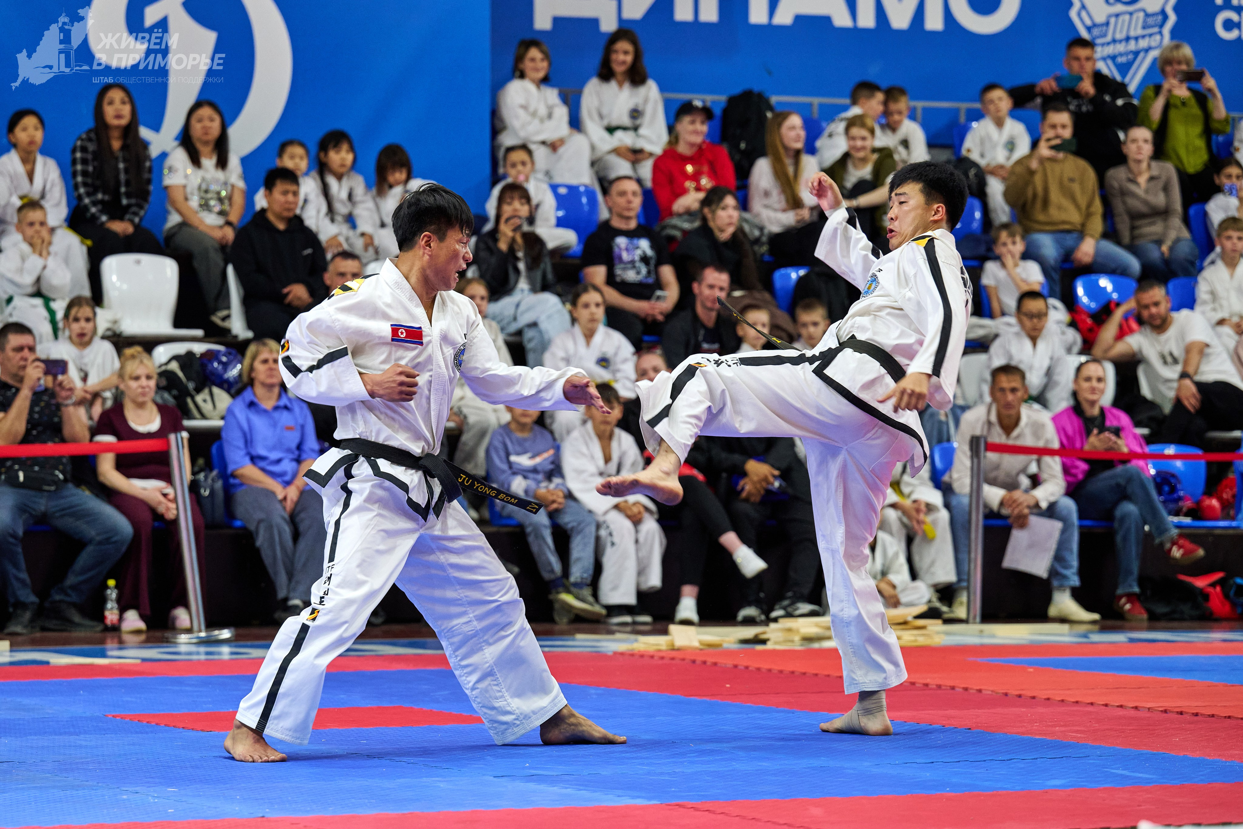 Кубок губернатора по тхэквондо. Профессиональный репортажный фотограф Инесса Иминова