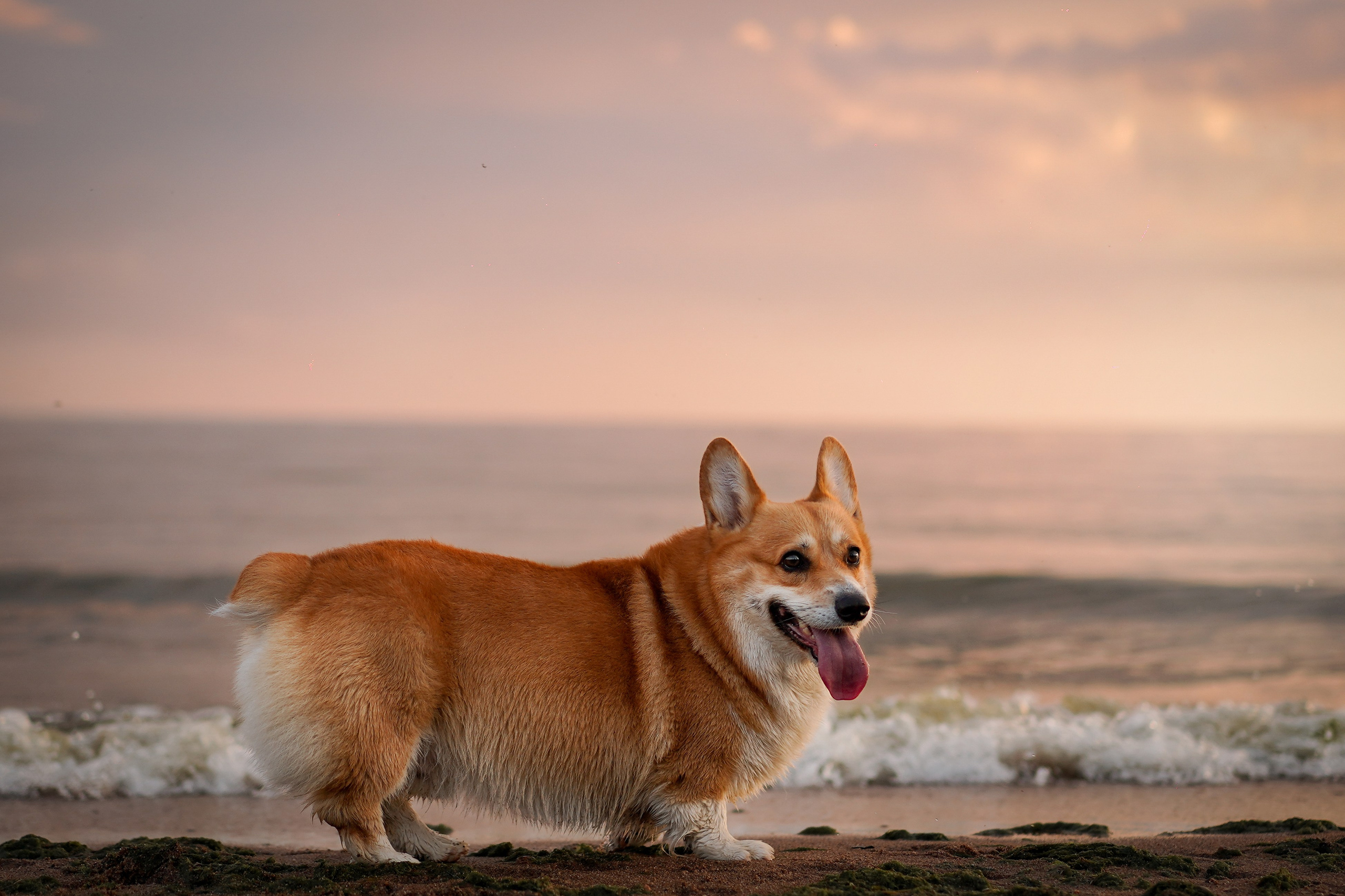 Катя Алиса и коржики. Фотограф-анималист в Санкт-Петербурге Яна Мартынова