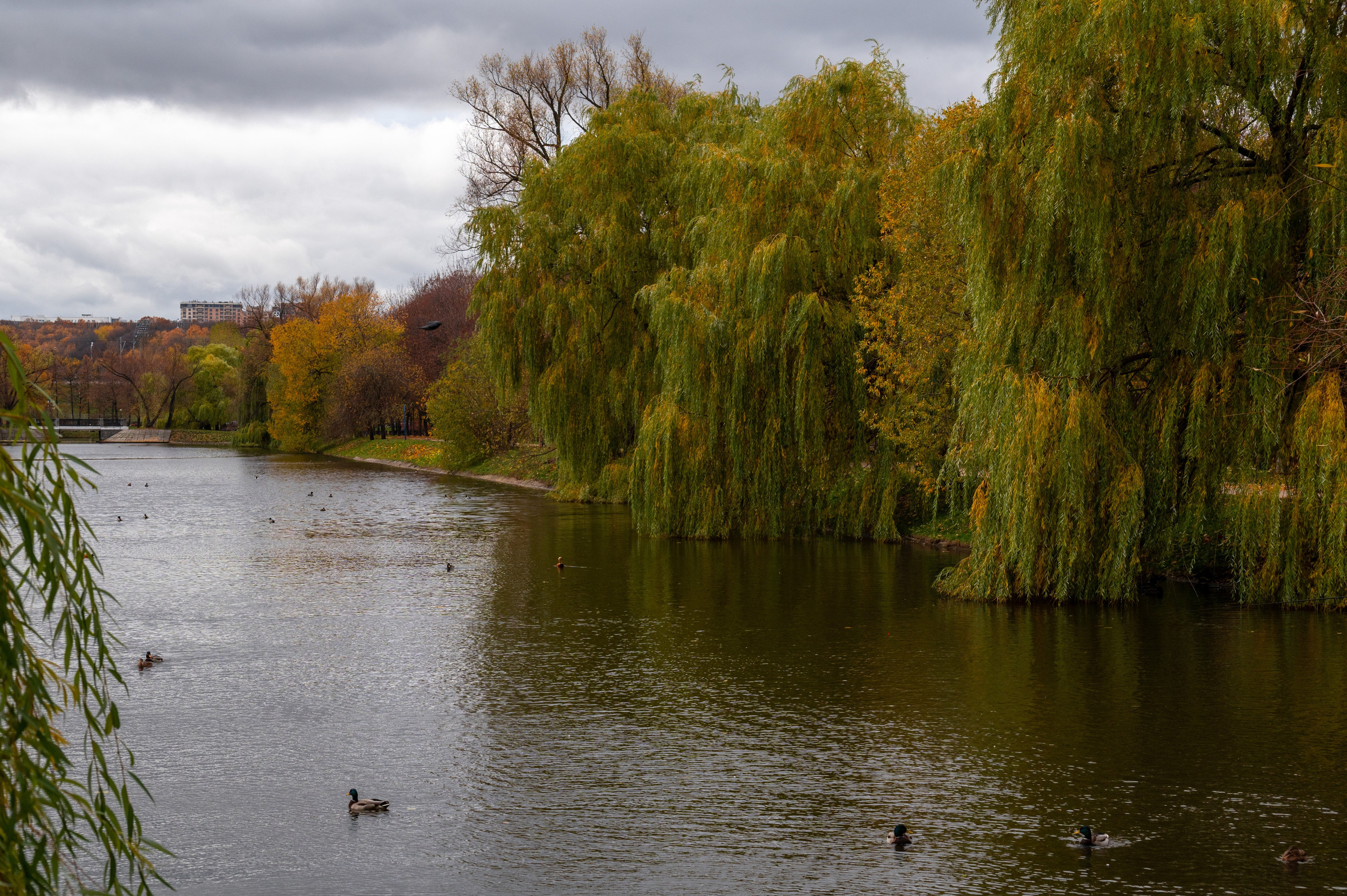 20221030 Новодевичий. Дмитрий Ремизов. Фотография, как хобби