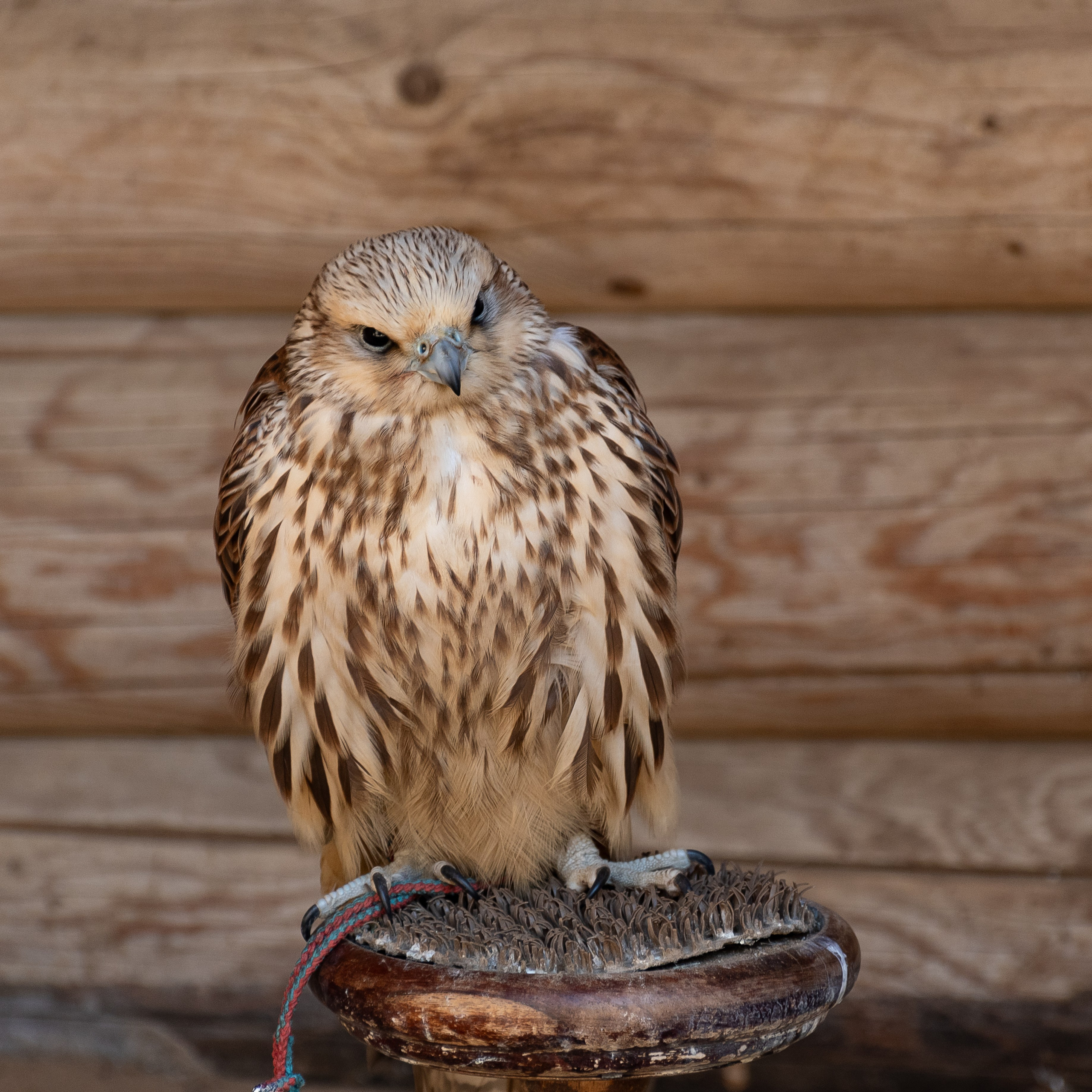 20220320 Коломенское. Дмитрий Ремизов. Фотография, как хобби