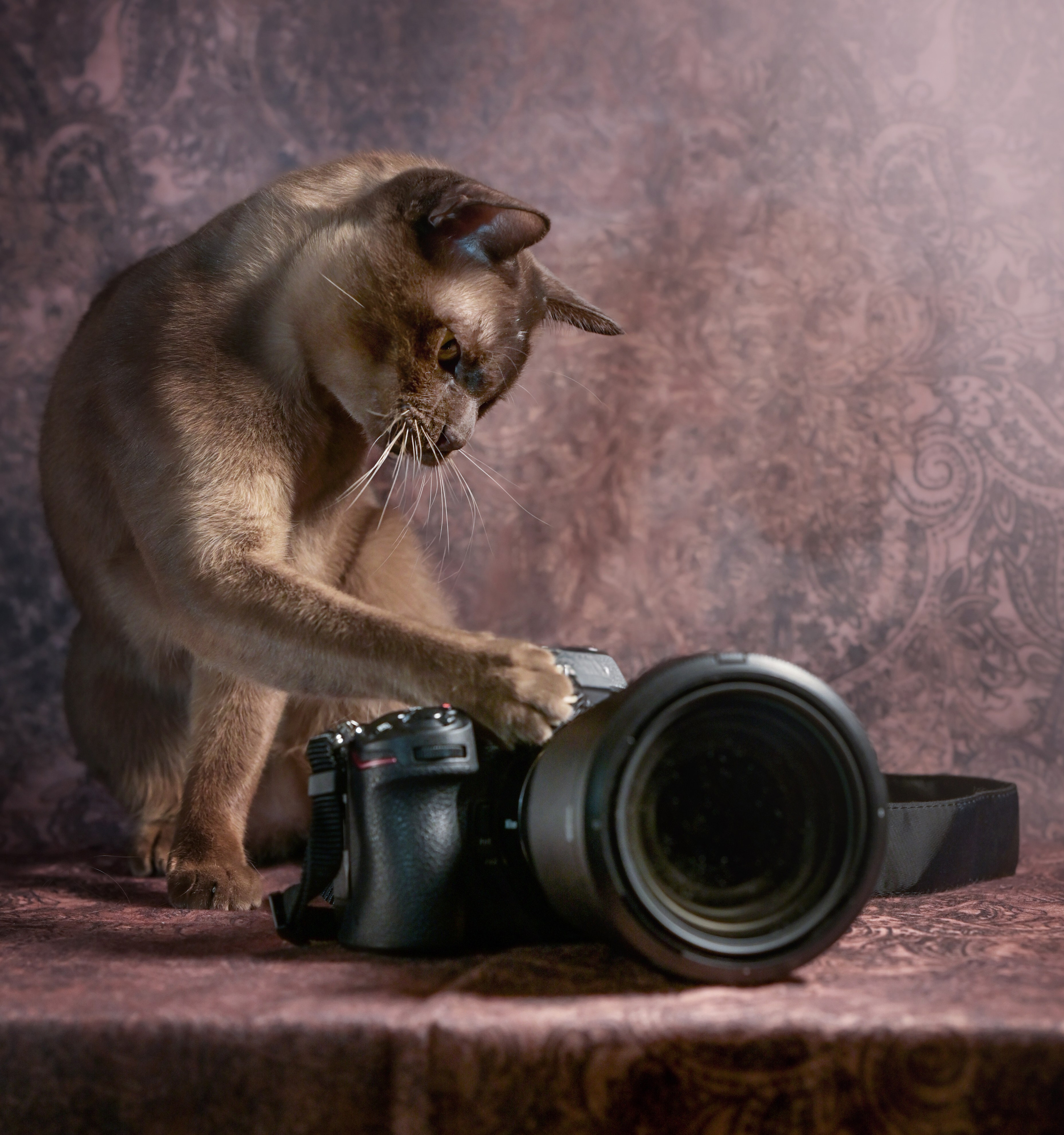 Котик бурманской породы играет с фотокамерой