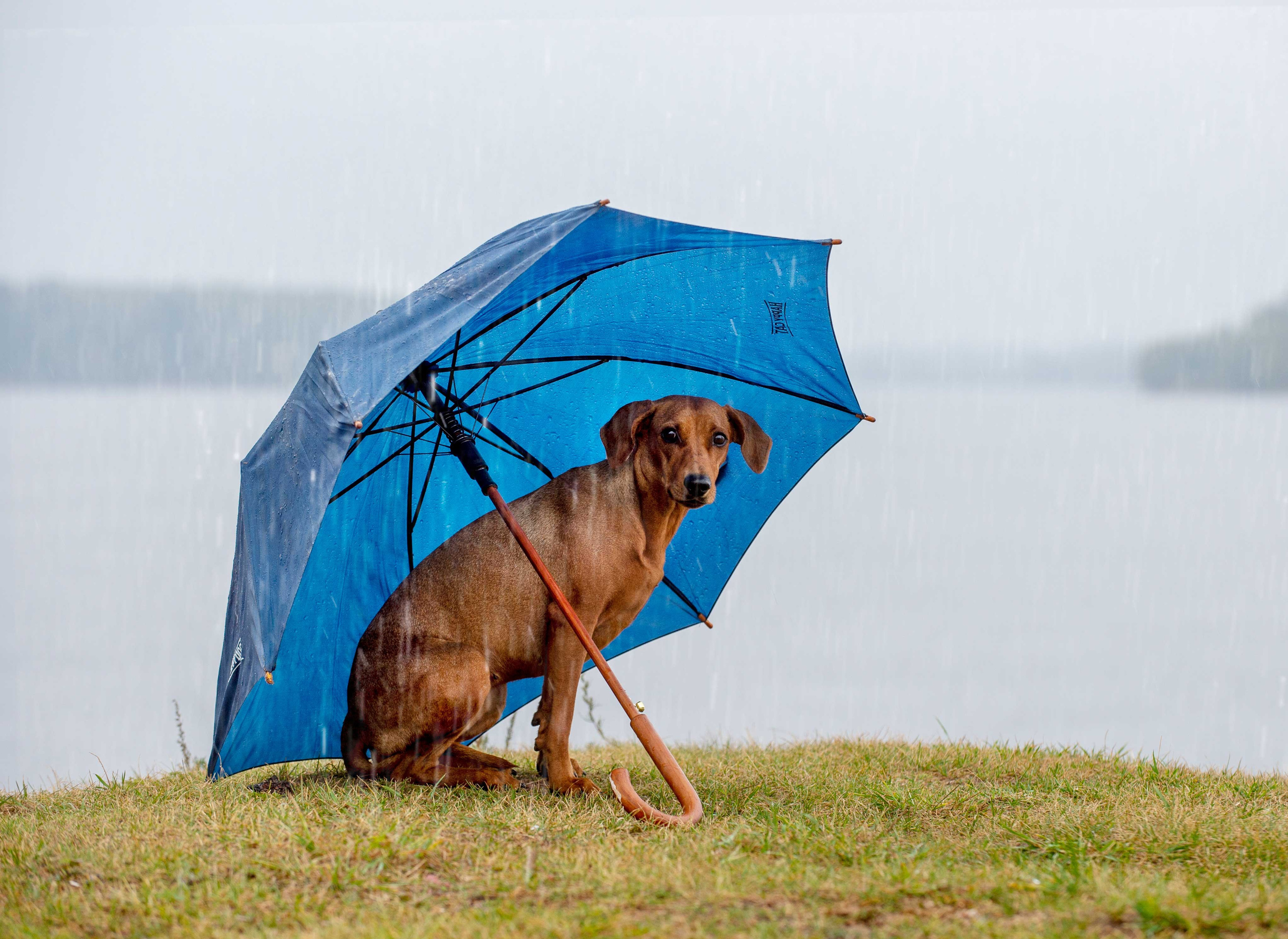 Собаки. Портретная и свадебная фотосъемка. Москва и область