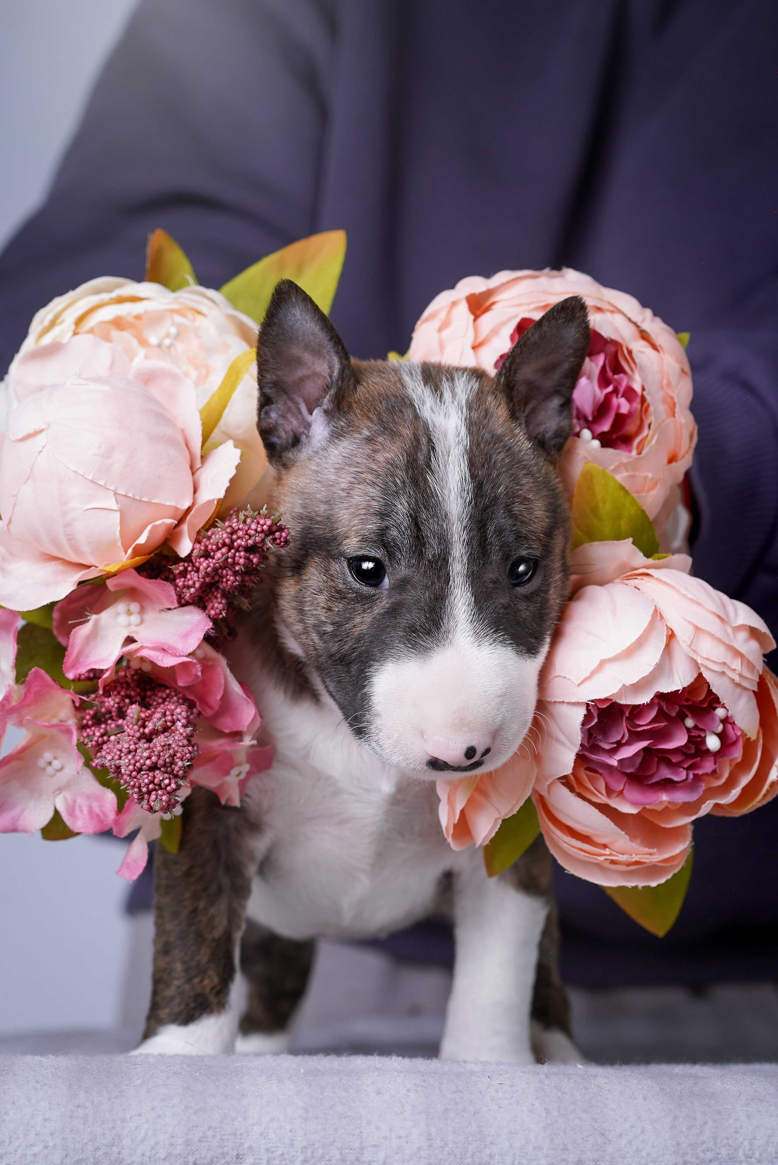 Щенки минибуля. Фотограф-анималист в Санкт-Петербурге Яна Мартынова