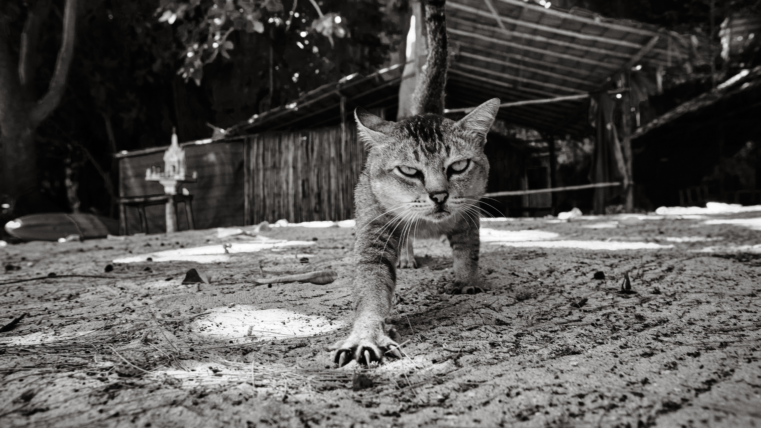 Серия чёрно-белых фотографий из Таиланда. Юрий Березнюк. Фотожурналистика