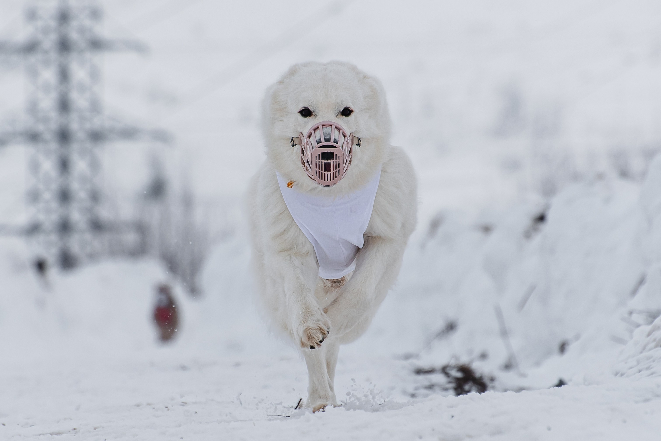 Спортивный фотограф анималист курсинг. Фотограф Макс Огурцов в Нижнем Новгороде