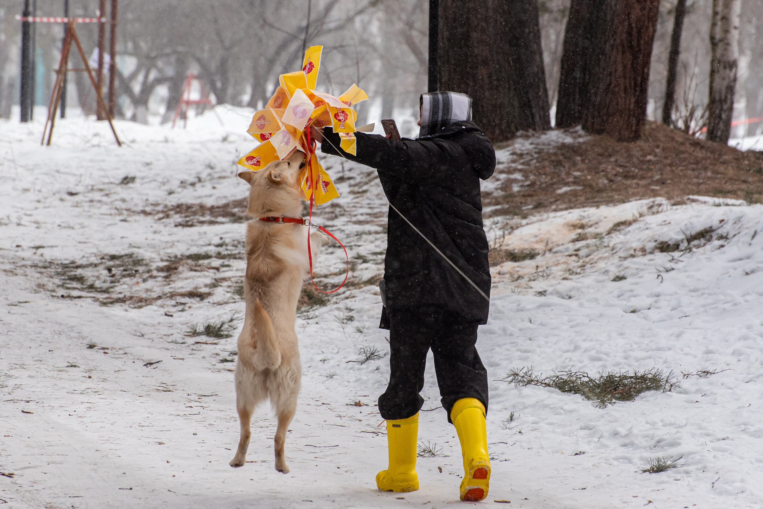 Фотосъёмка с собаками в Кинологическом лагере. Фотограф Макс Огурцов в Нижнем Новгороде