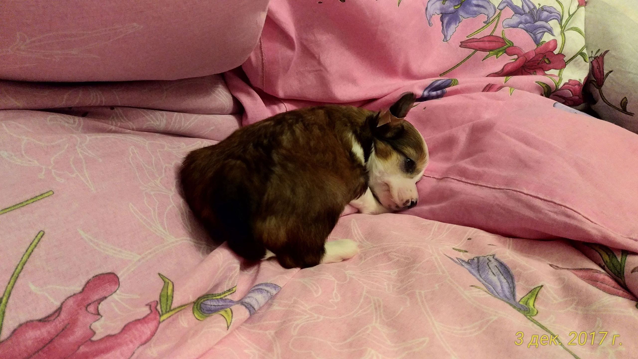 Poale Ell Bell. Chinese Crested Dog Kennel Poale Ell