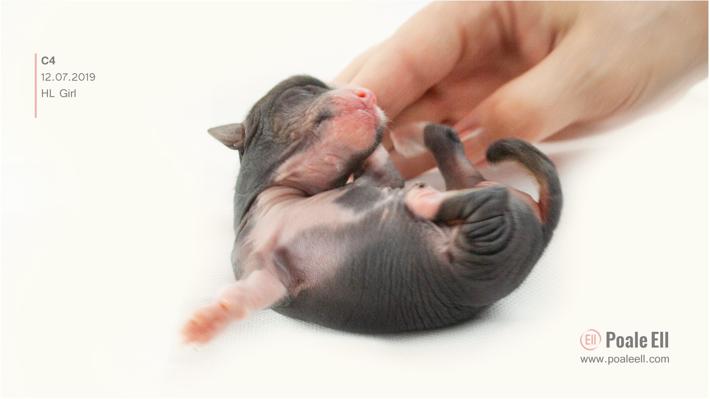 Litter C. Chinese Crested Dog Kennel Poale Ell