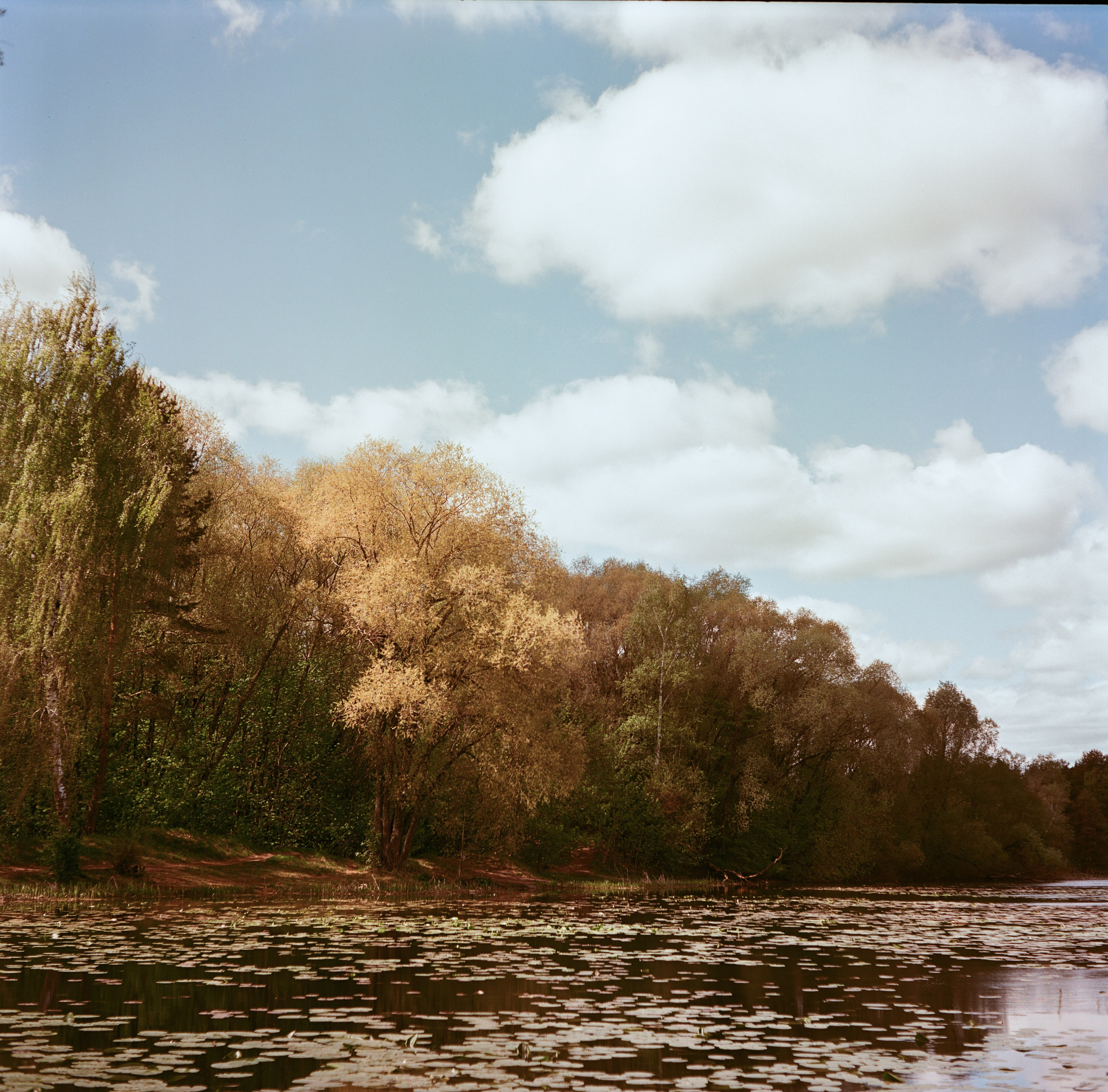 Minolta Autocord | Aeronega ISO 100 (Aerocolor IV) | май 2025 года СерБор