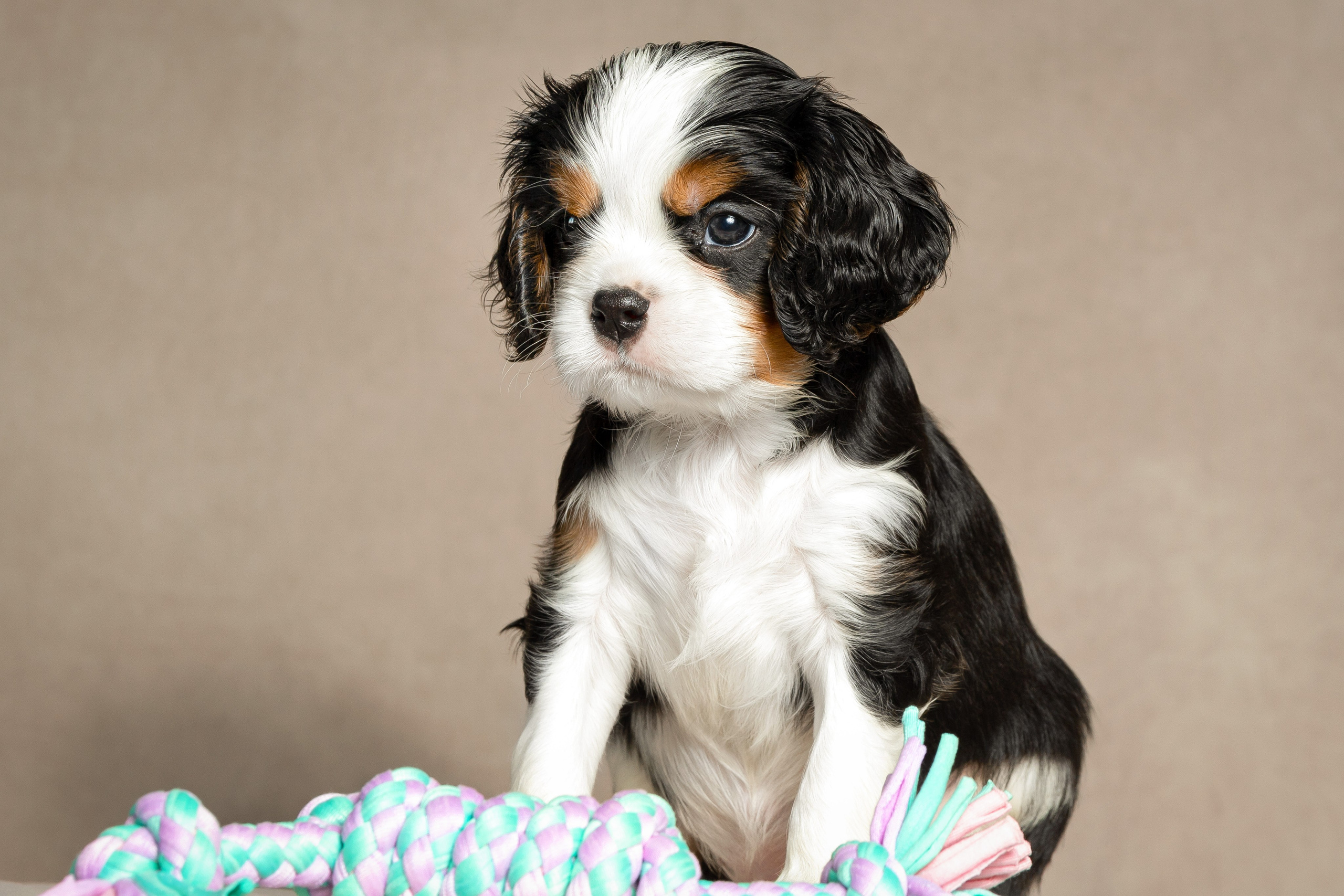 Кавалер Кинг Чарльз спаниель. Юлия Микульская. Рыбинск