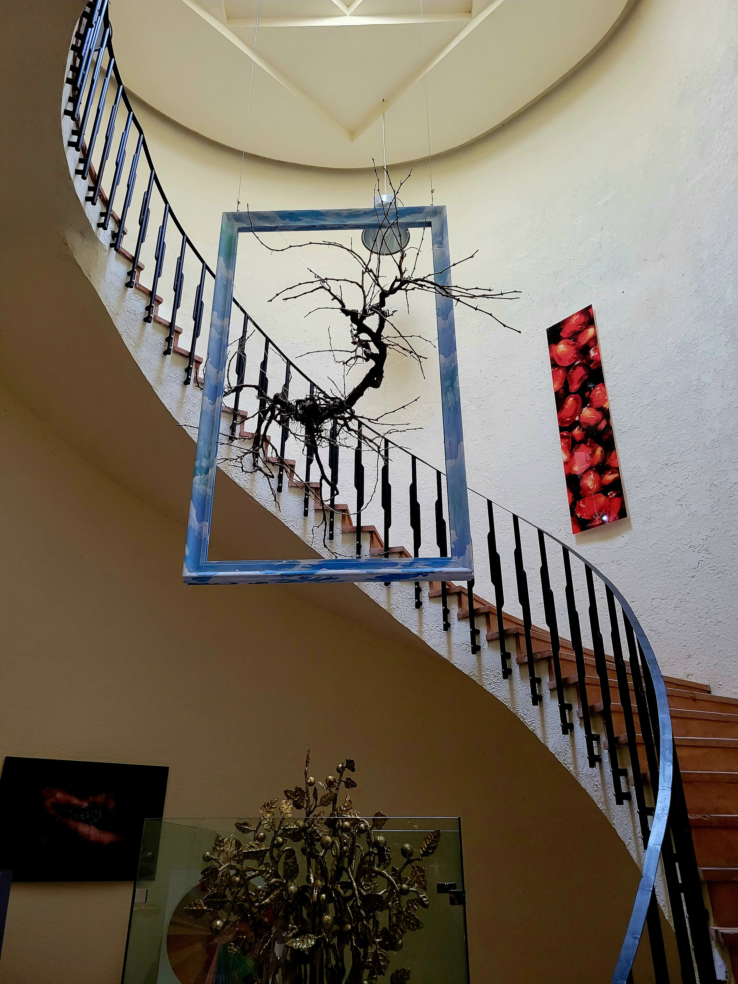 Первая лоза винограда Арени, ей более 100 лет