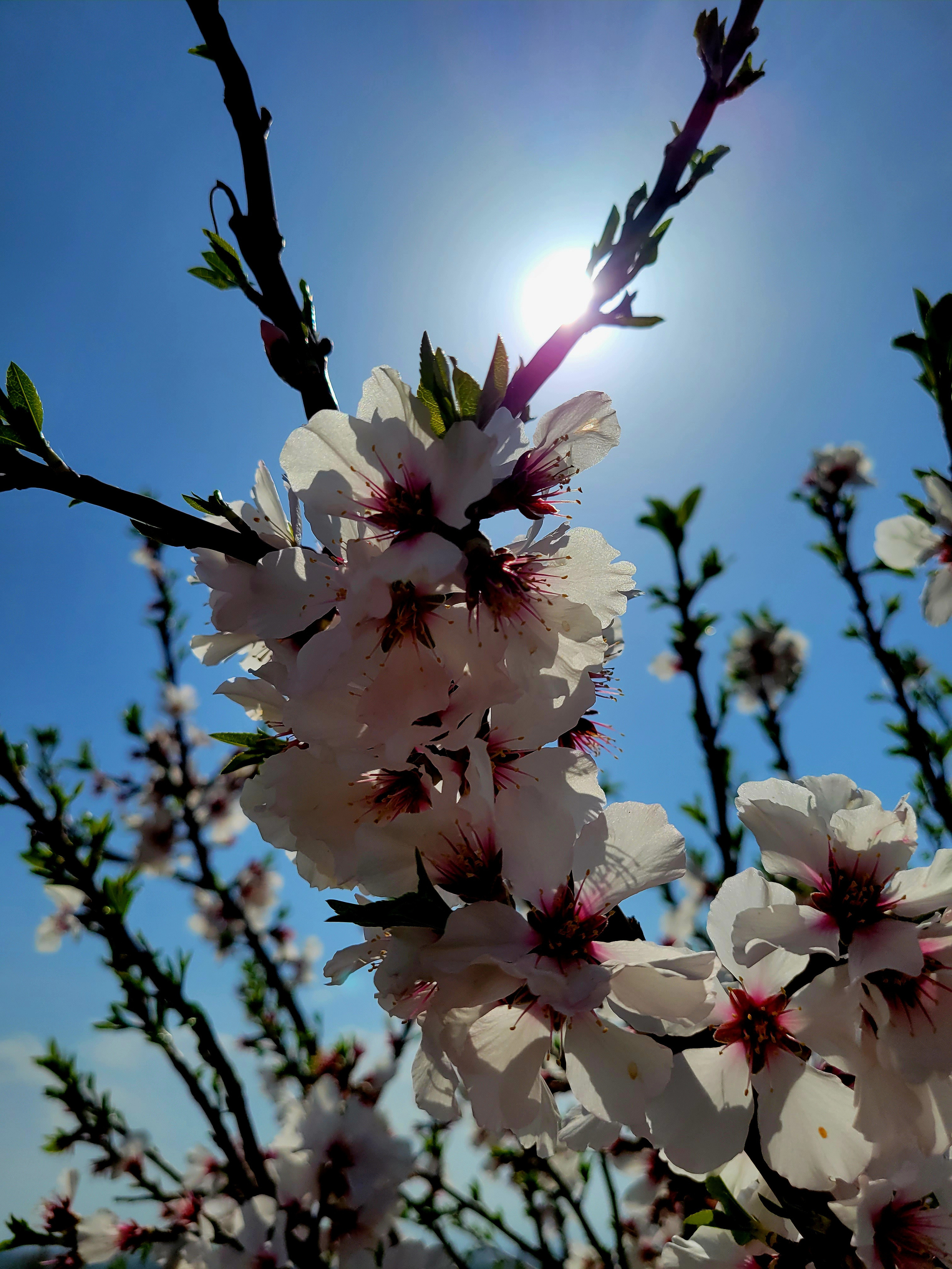 On Sunday we went to winery Woskeni. Mindal flowers smells with nuts