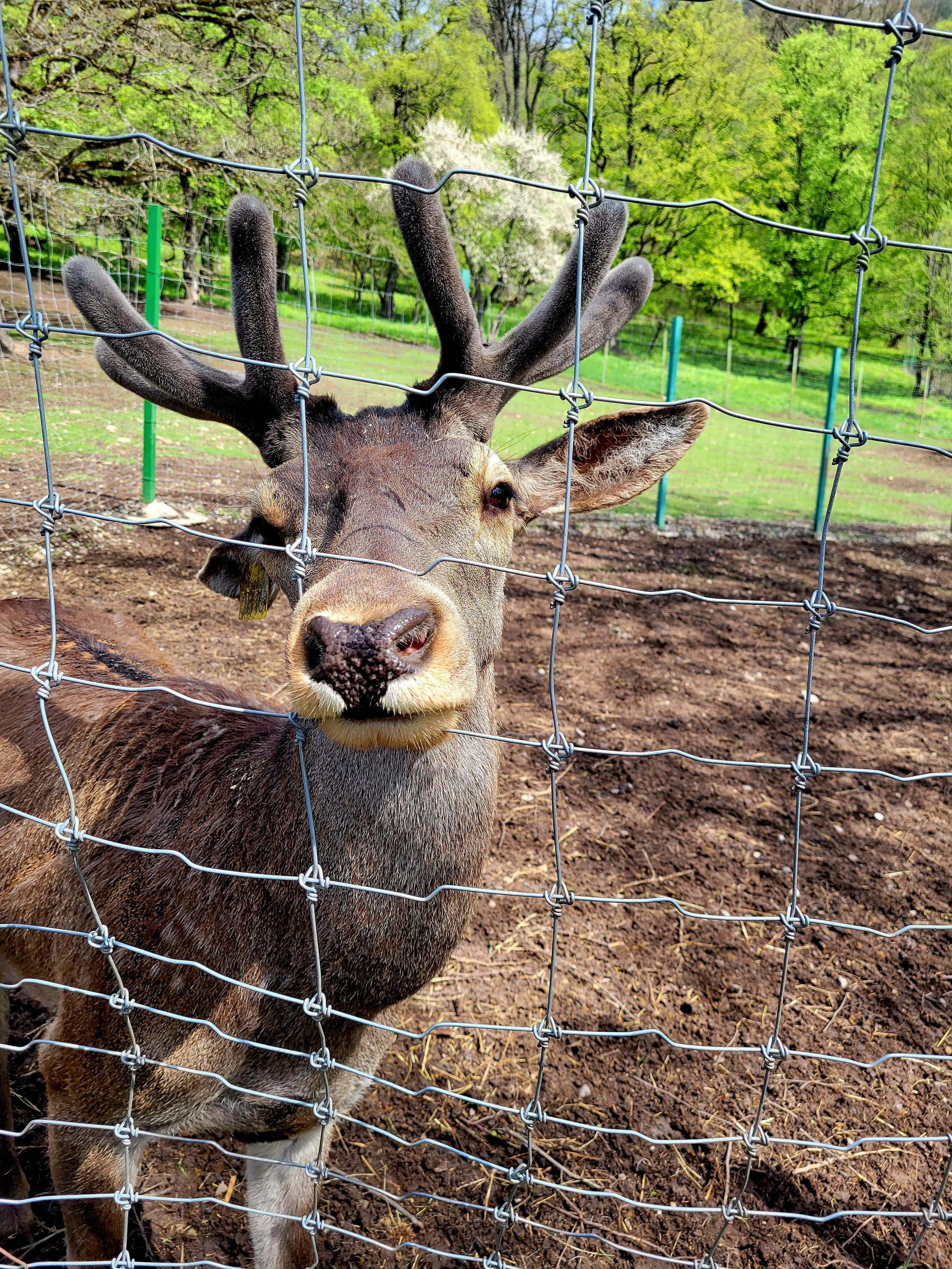 Дальше заехали на оленью ферму. Олени в вольере, но с удовольствием подходят за порцией свежей травки и дают возможность себя погладить/поснимать. Поразило, насколько мягкие и пушистые рога.