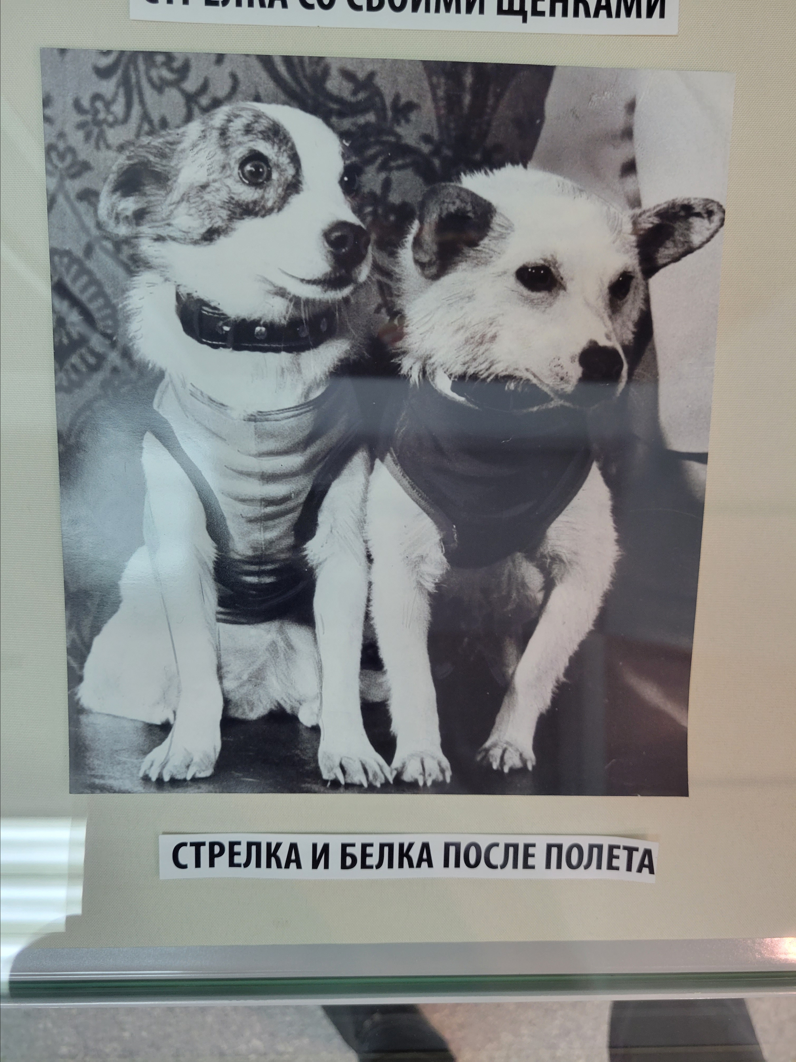 First dogs that were in Space