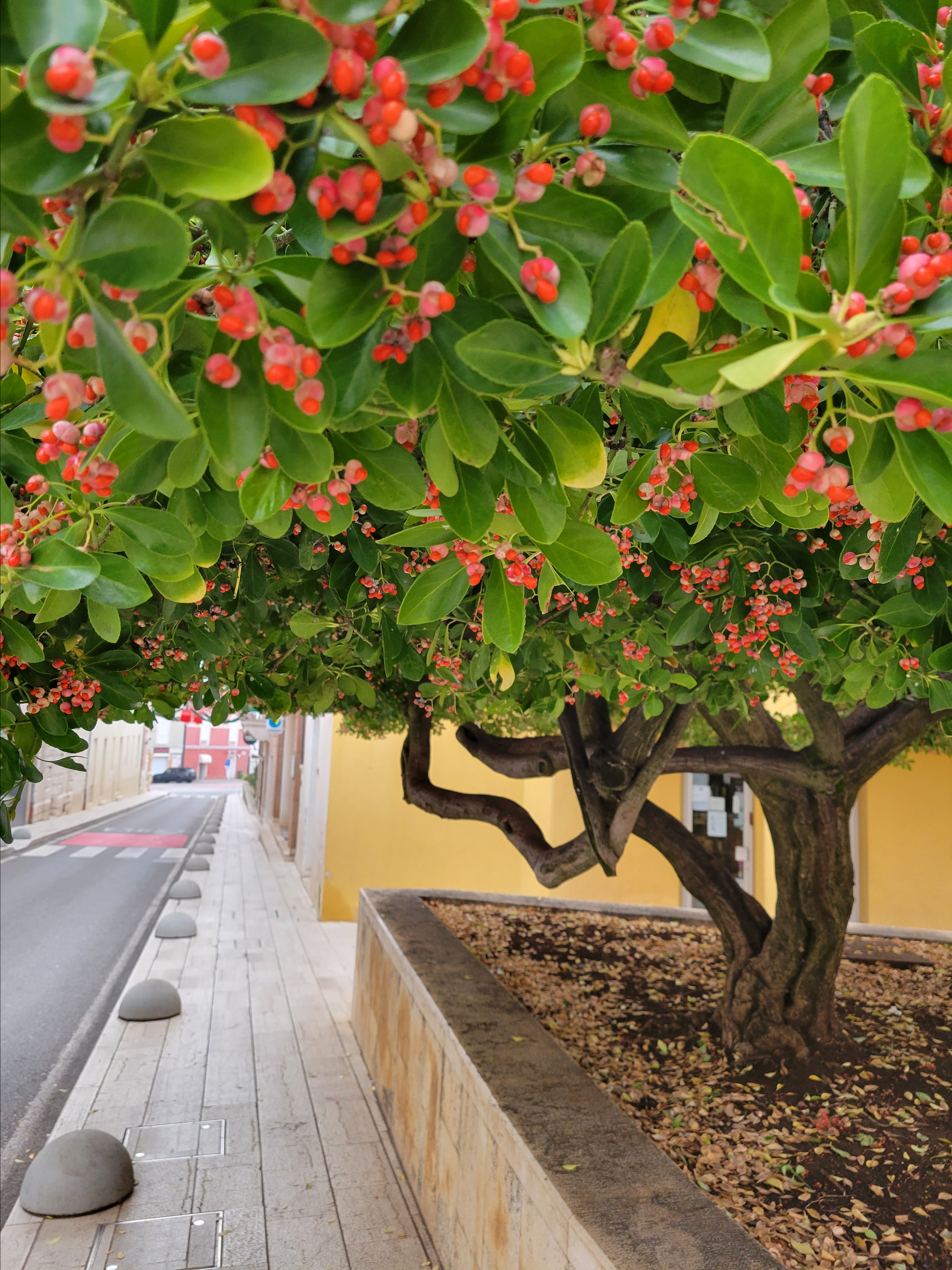 Google says that it's a strawberry tree