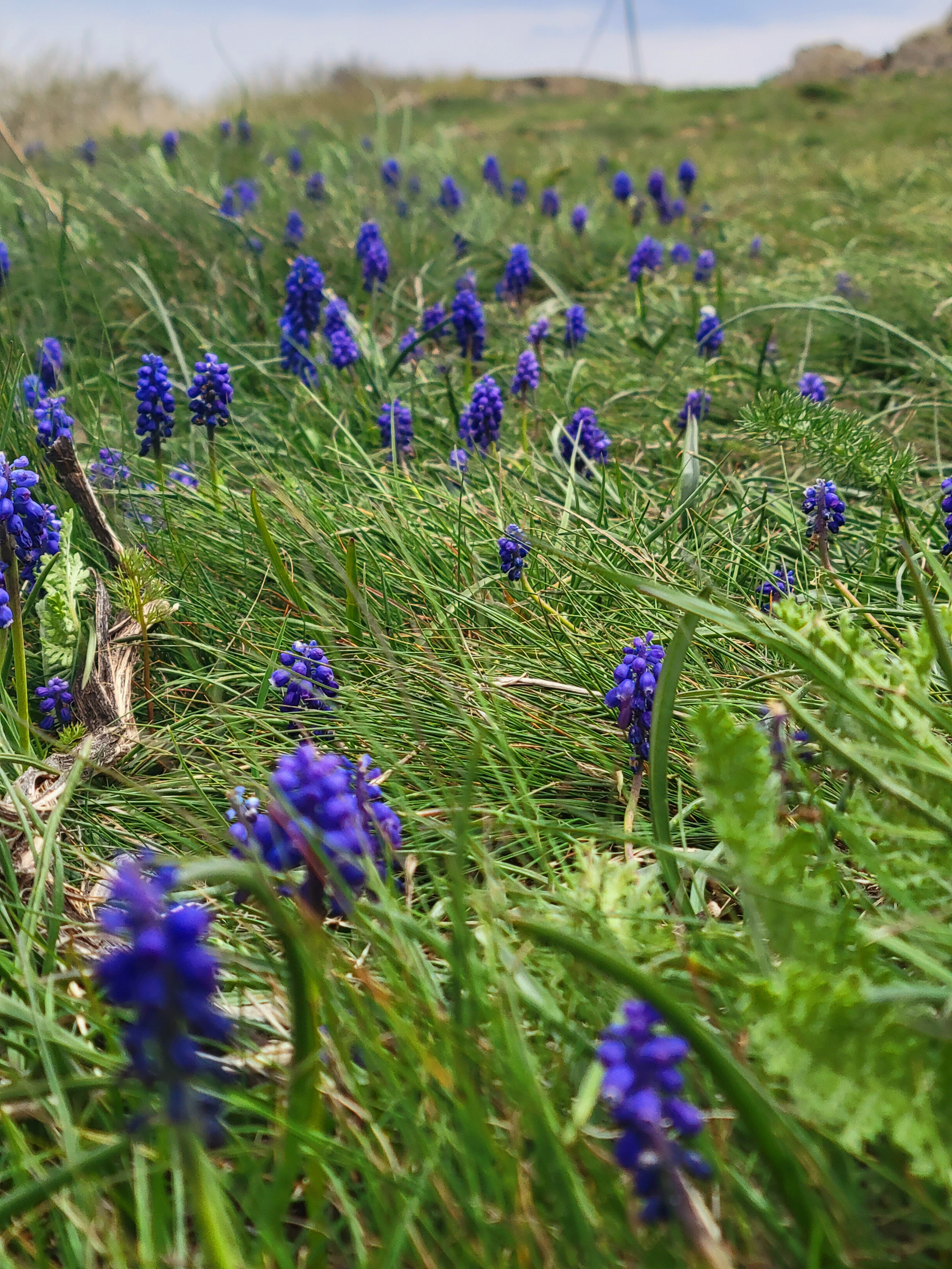 Отцвели белые подснежники, вершина горы покрыта синими цветами