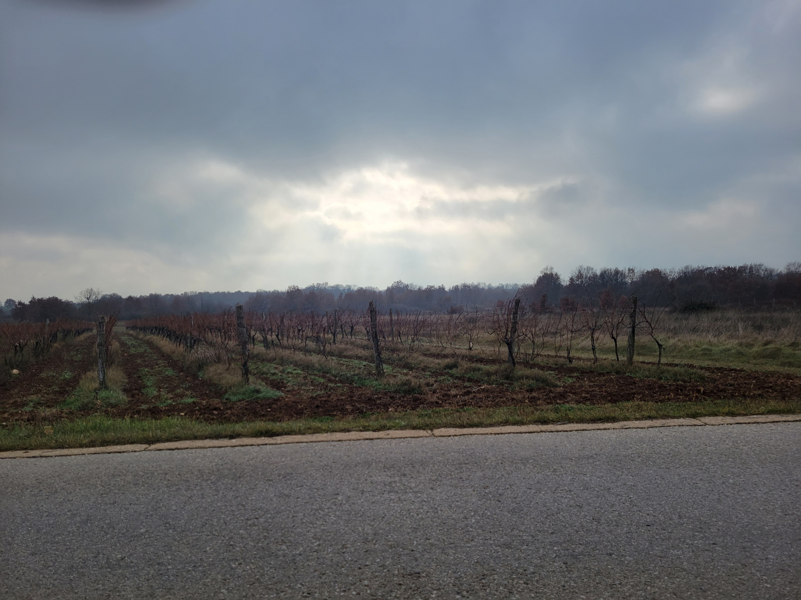 Grapesyard near the fiord