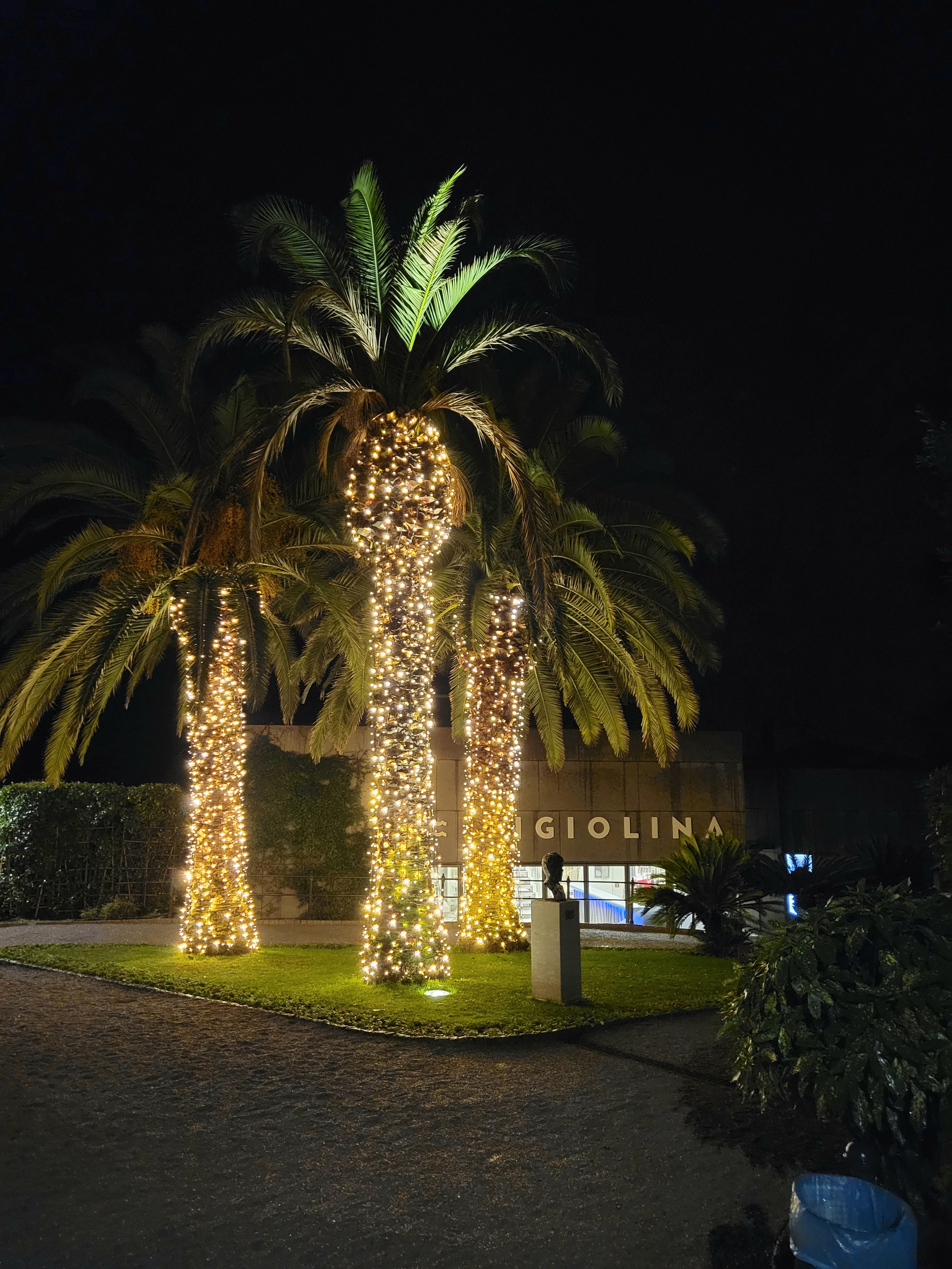 X-mas palm-trees :)